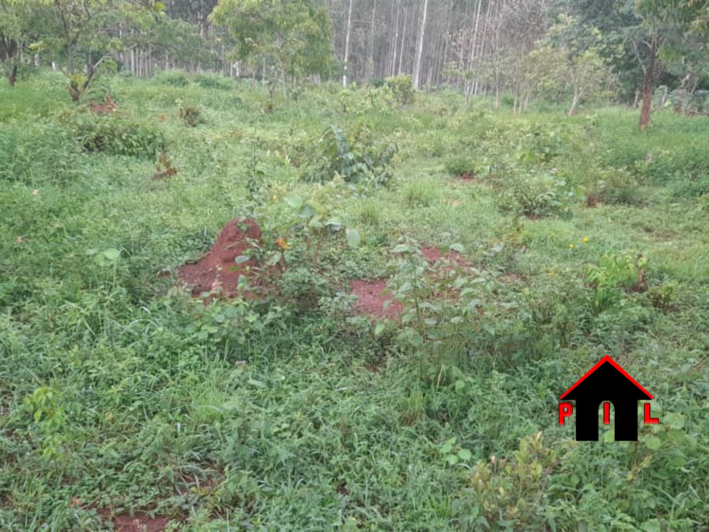 Agricultural Land for sale in Ndibulungi Luweero