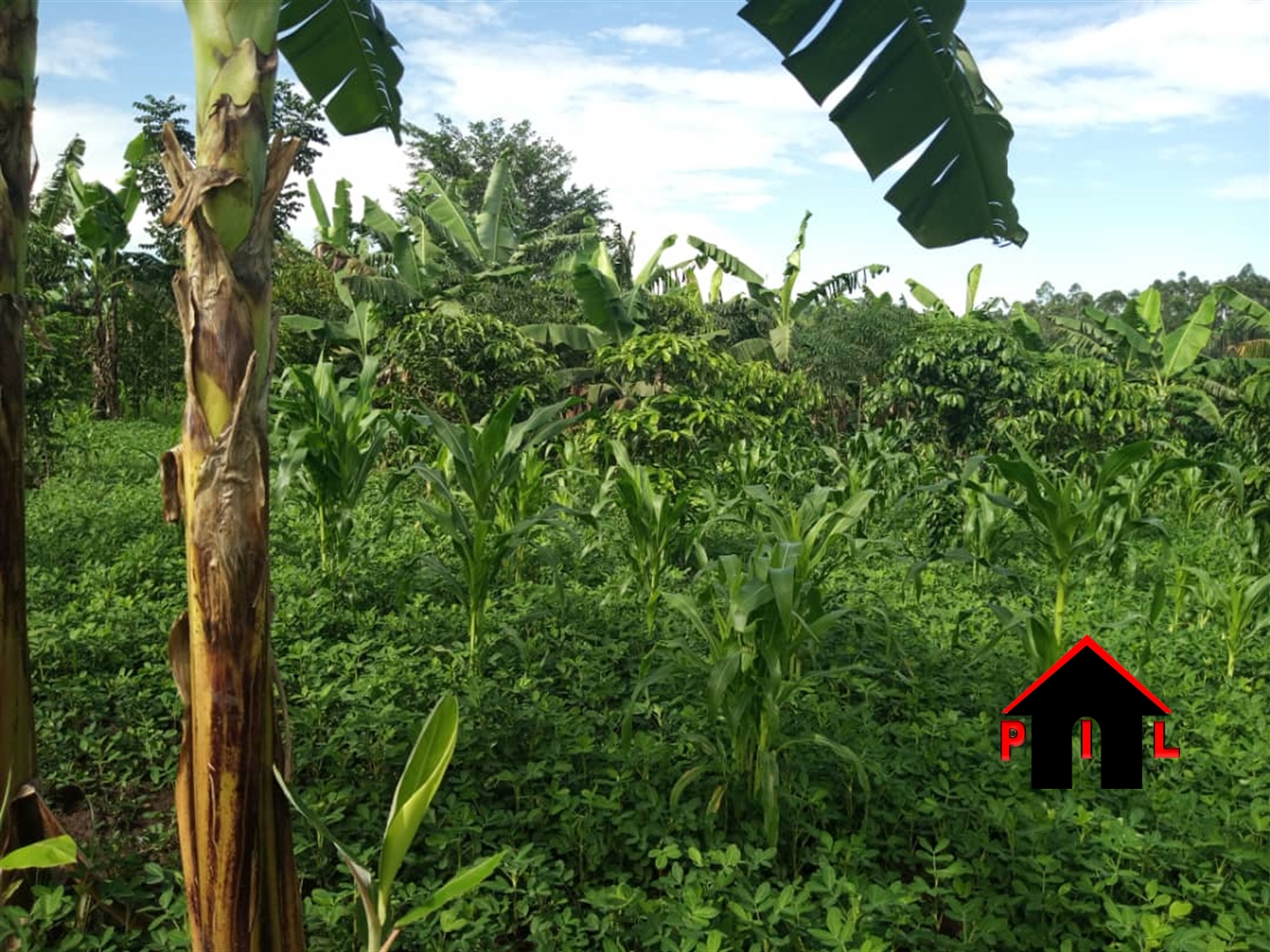 Agricultural Land for sale in Kakooge Luweero