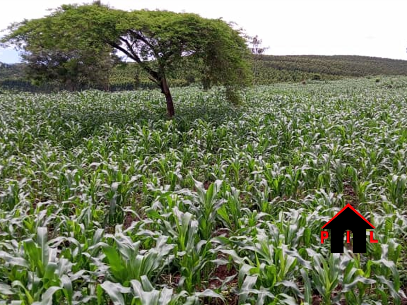 Agricultural Land for sale in Kyenda Mubende