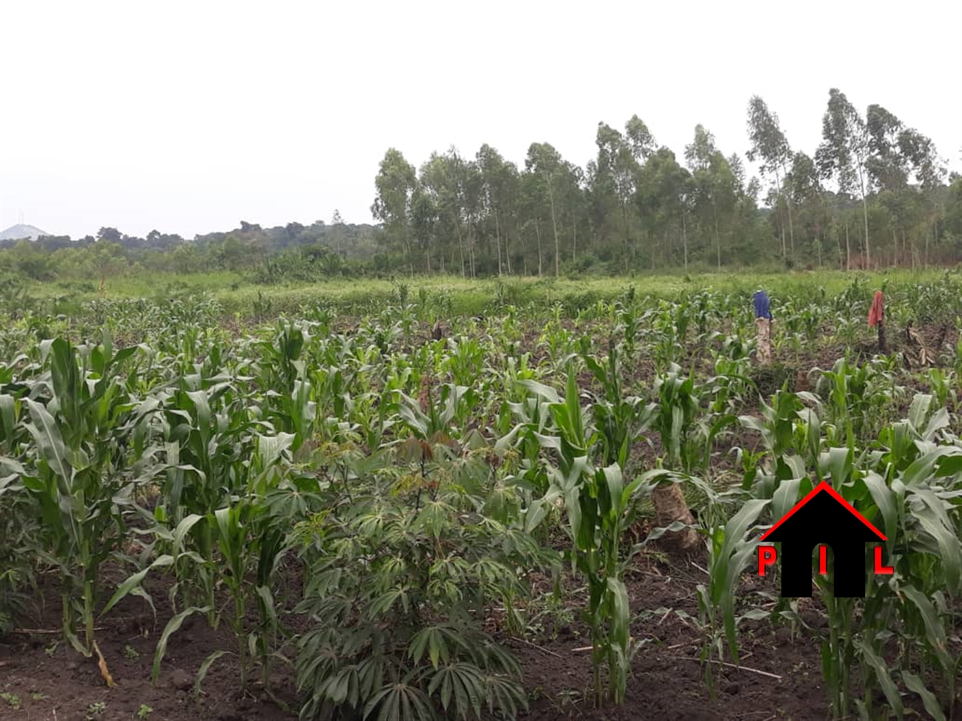 Agricultural Land for sale in Wobulenzi Luweero