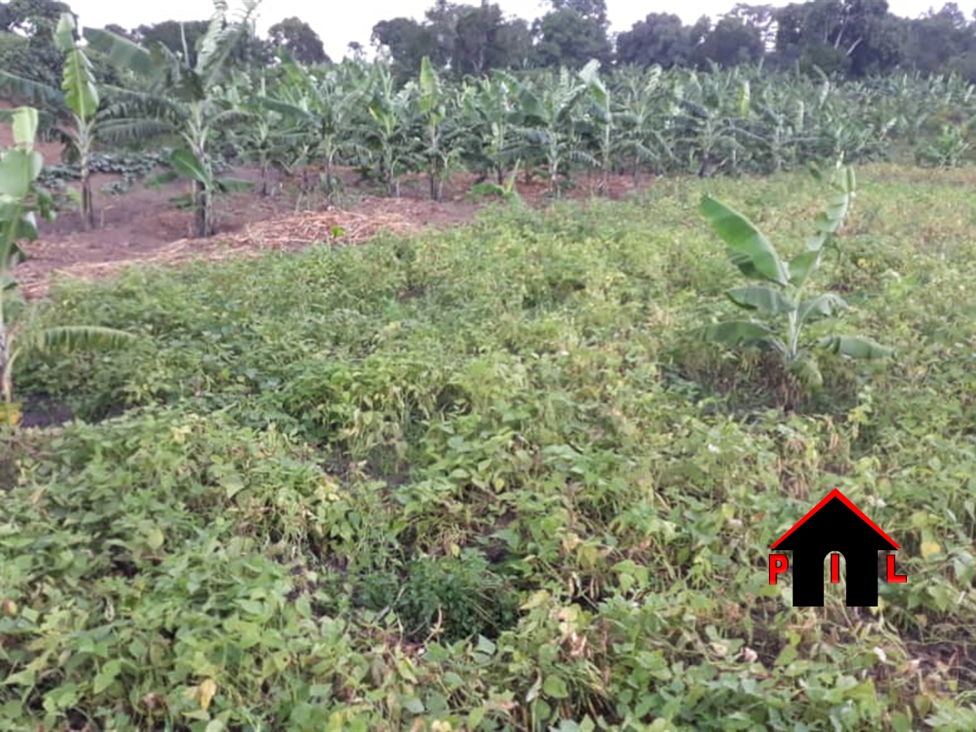 Agricultural Land for sale in Wobulenzi Luweero