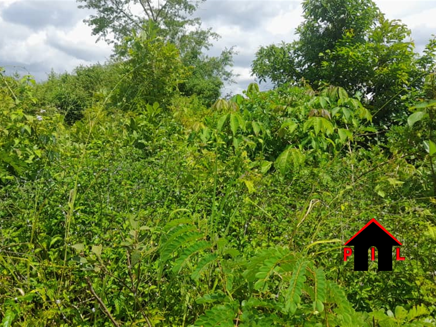 Agricultural Land for sale in Ngaaju Luweero