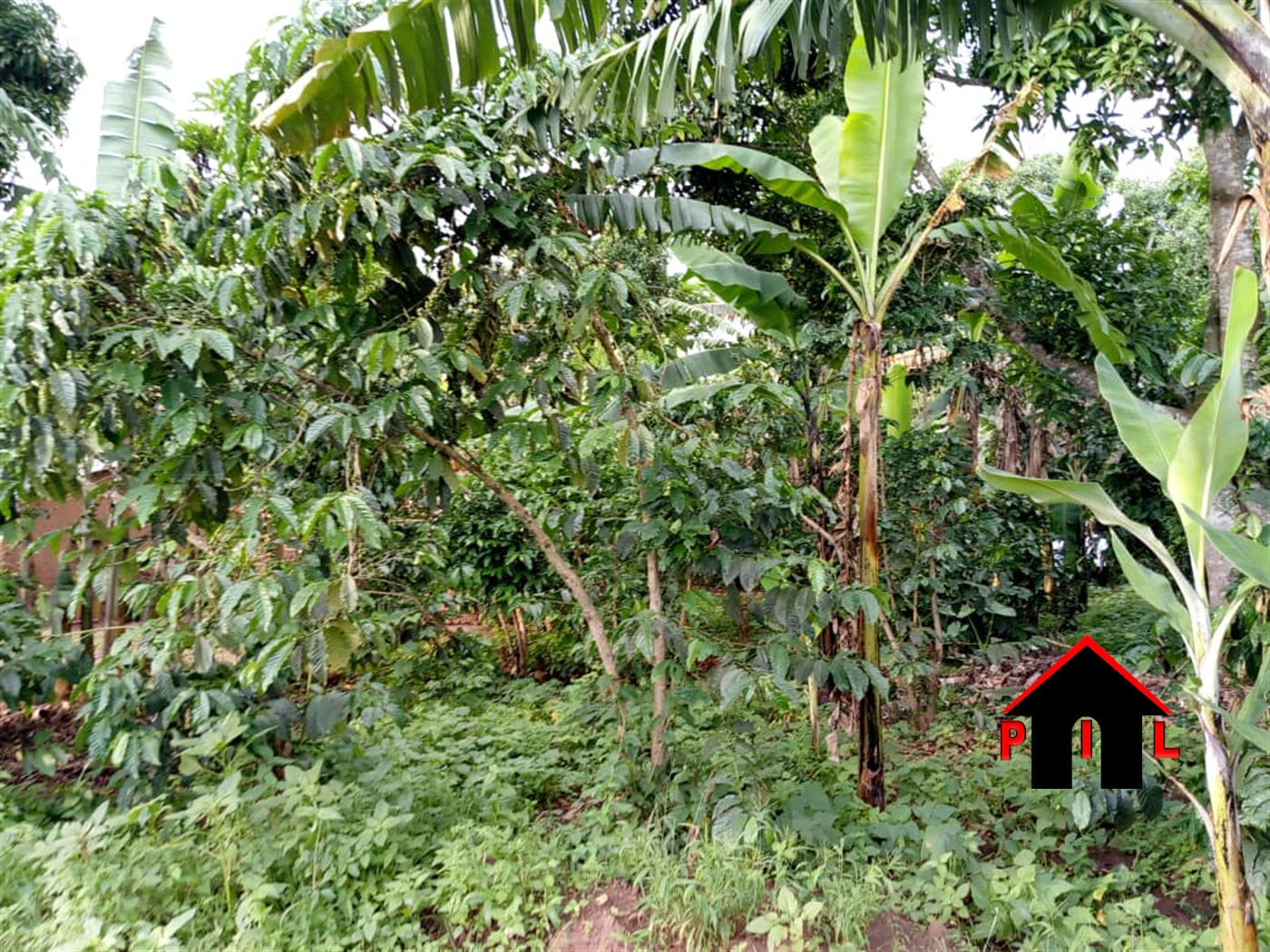 Agricultural Land for sale in Kasambya Mubende