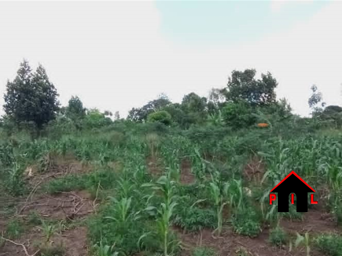 Agricultural Land for sale in Mparo Kyegegwa