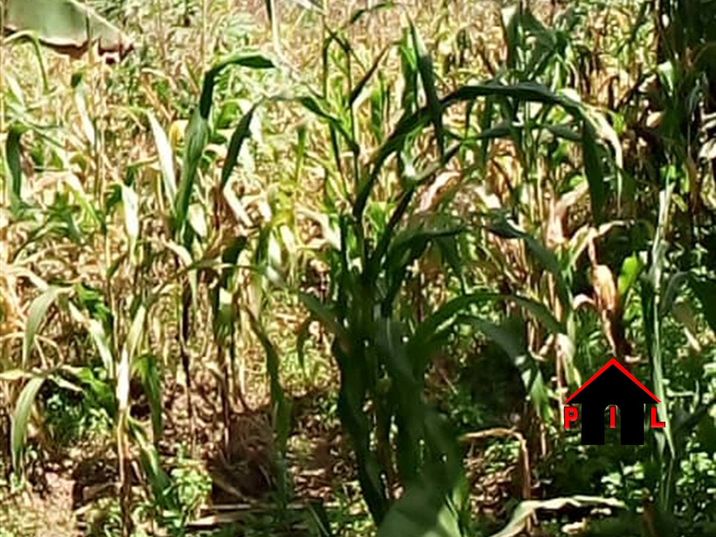 Agricultural Land for sale in Ensanji Wakiso