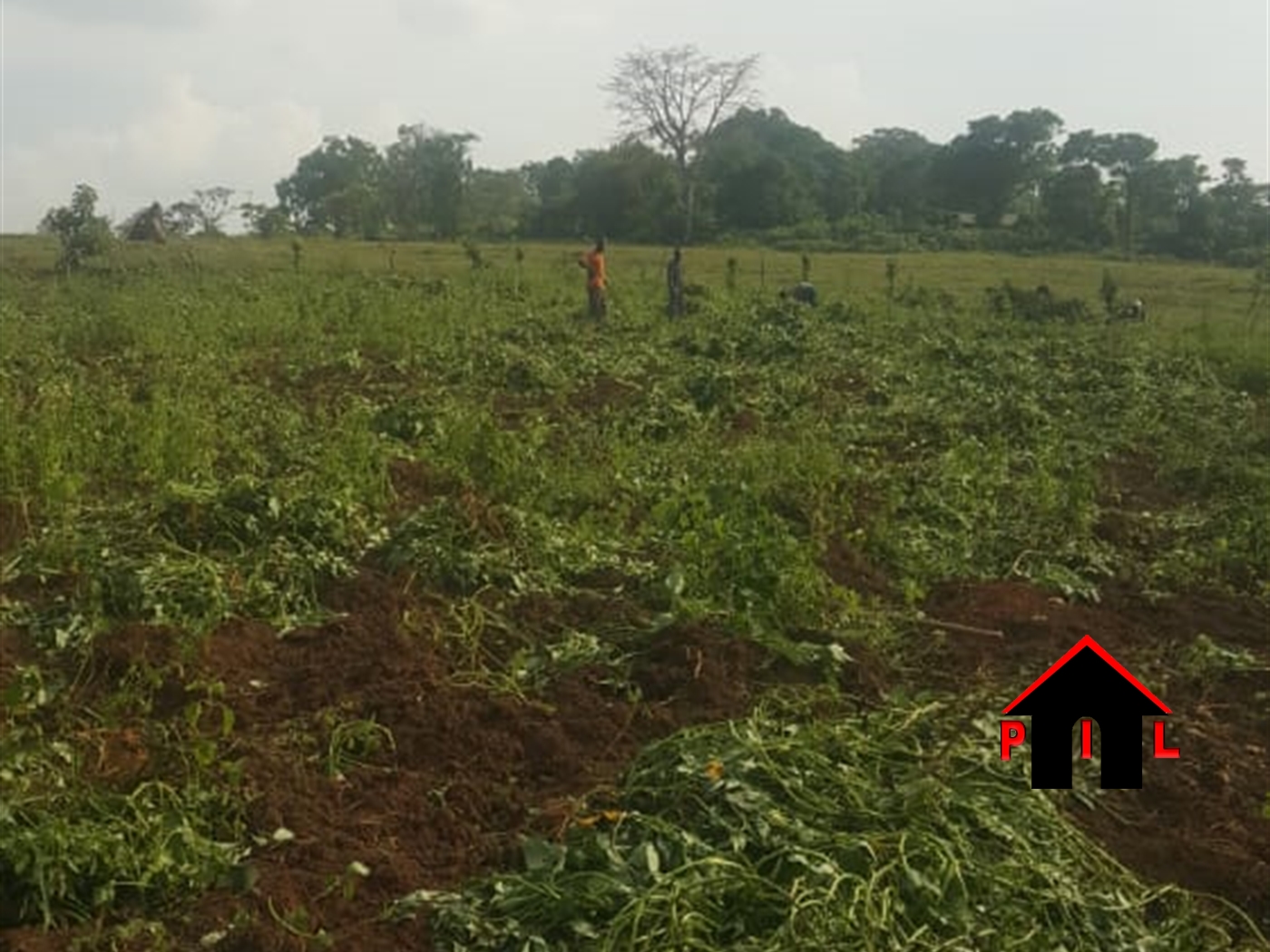 Agricultural Land for sale in Buyiza Kamuli