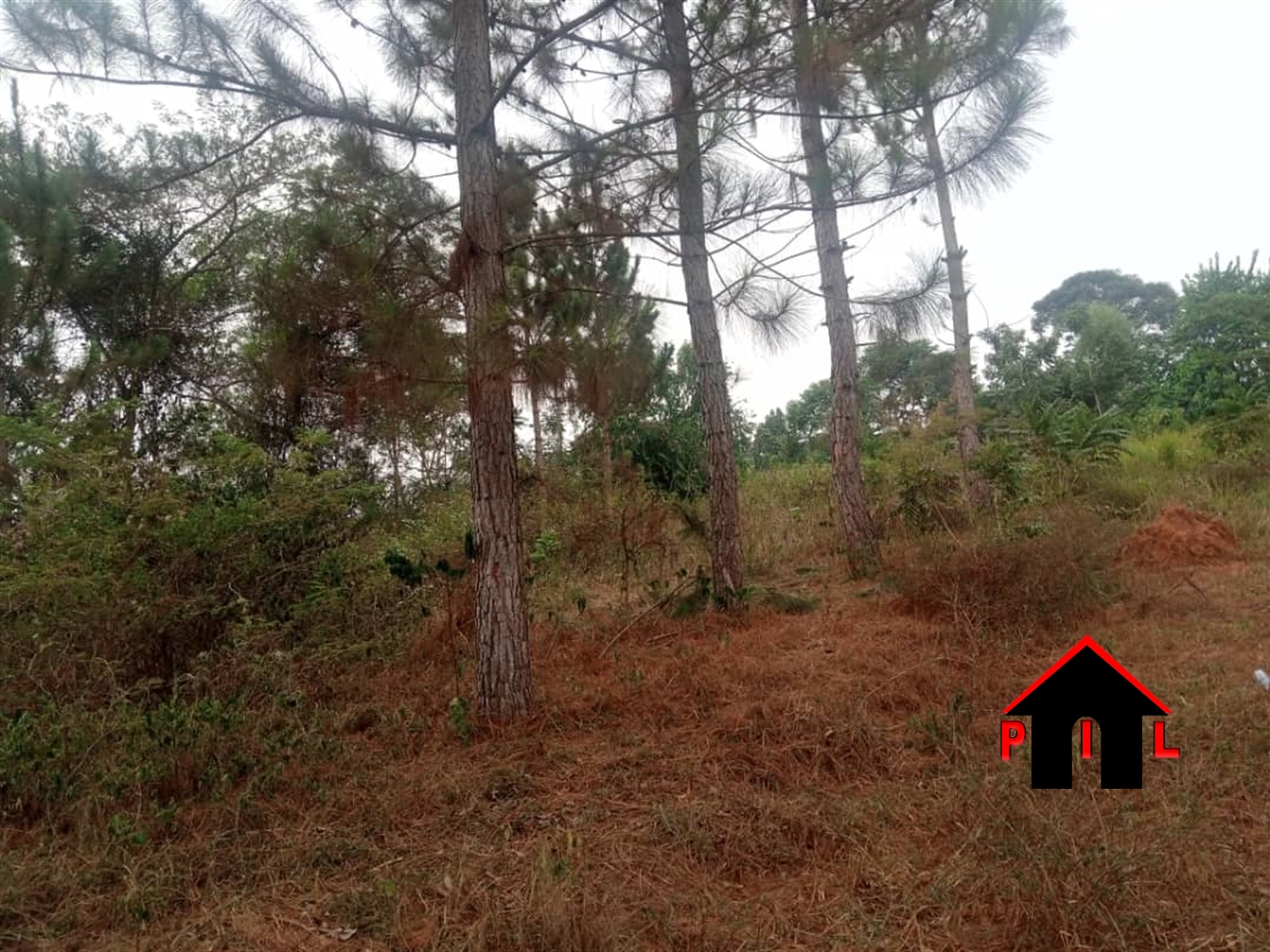 Agricultural Land for sale in Buyiza Kamuli