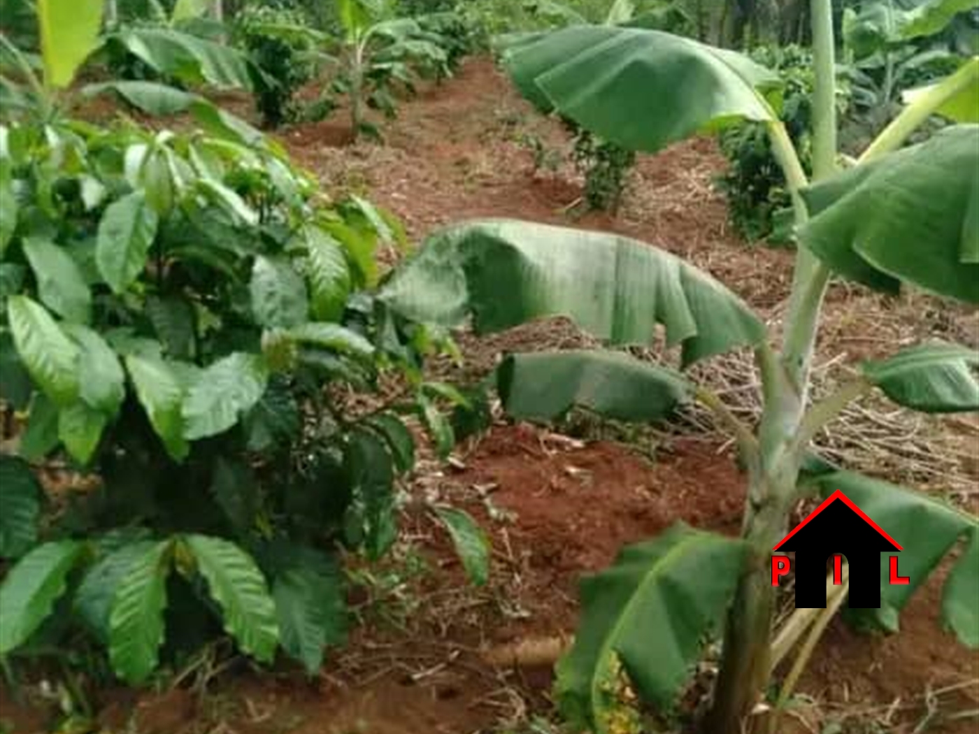 Agricultural Land for sale in Kakinzi Luweero