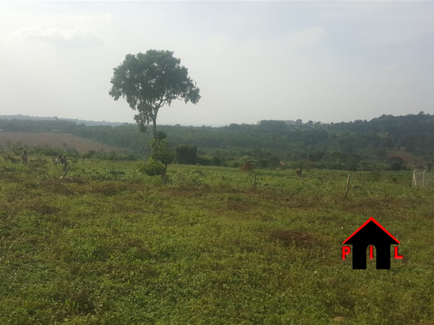 Agricultural Land for sale in Kiwanula Luweero