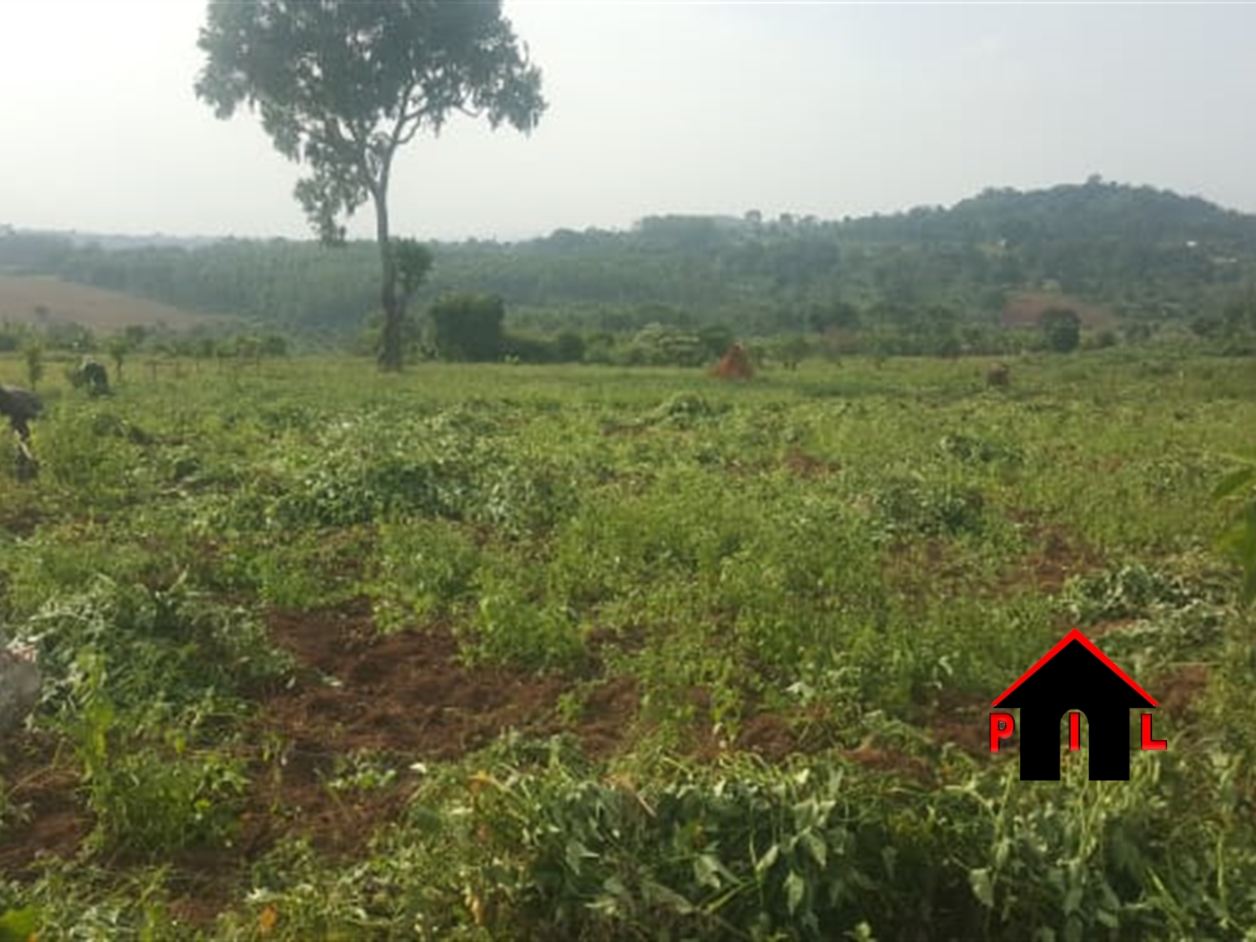 Agricultural Land for sale in Kiwanula Luweero