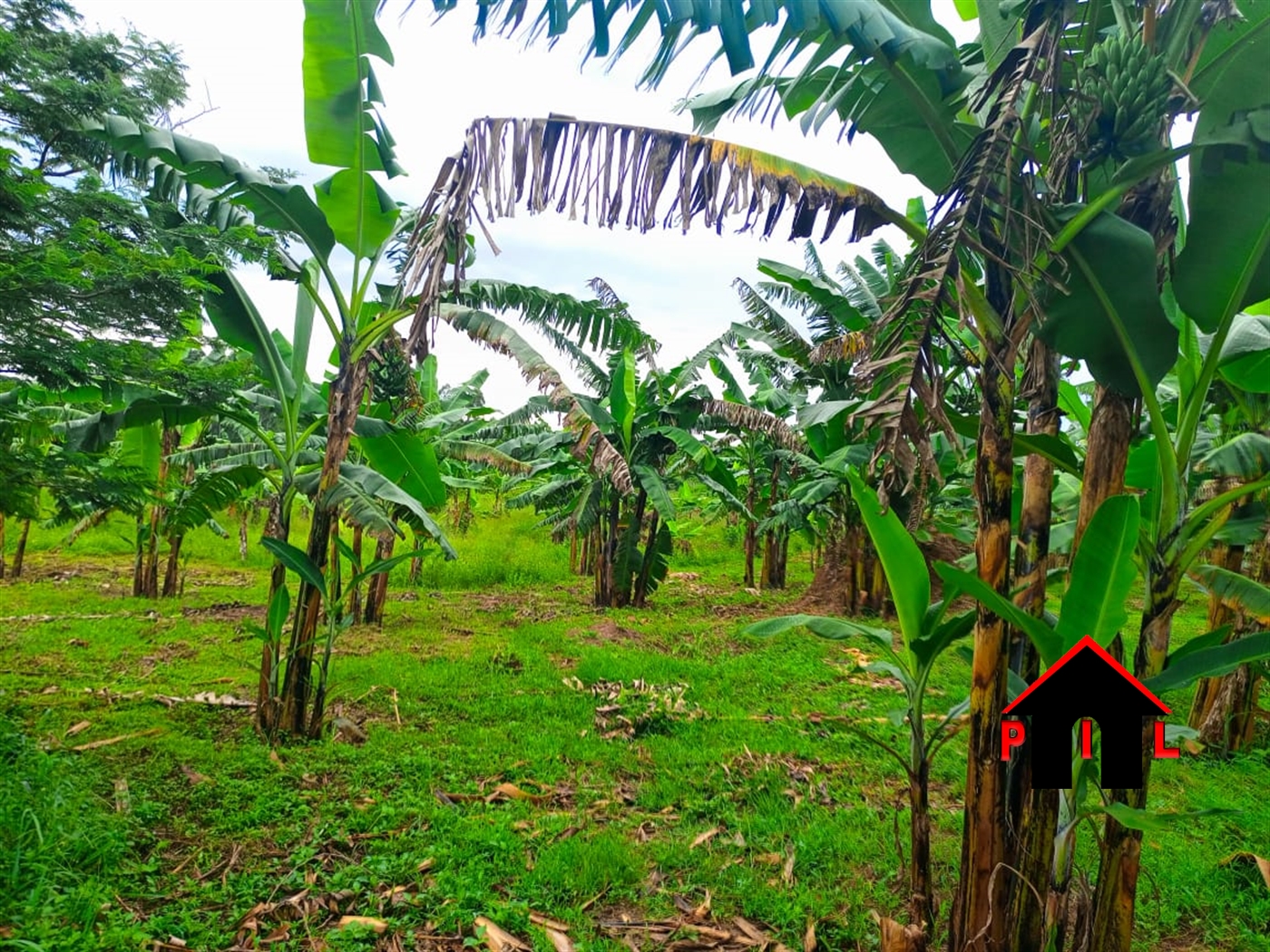 Agricultural Land for sale in Kiwanula Luweero