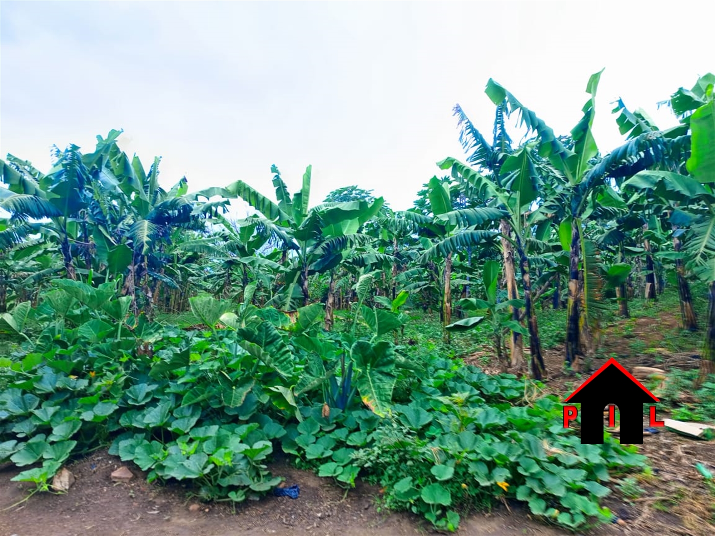 Agricultural Land for sale in Kiwanula Luweero