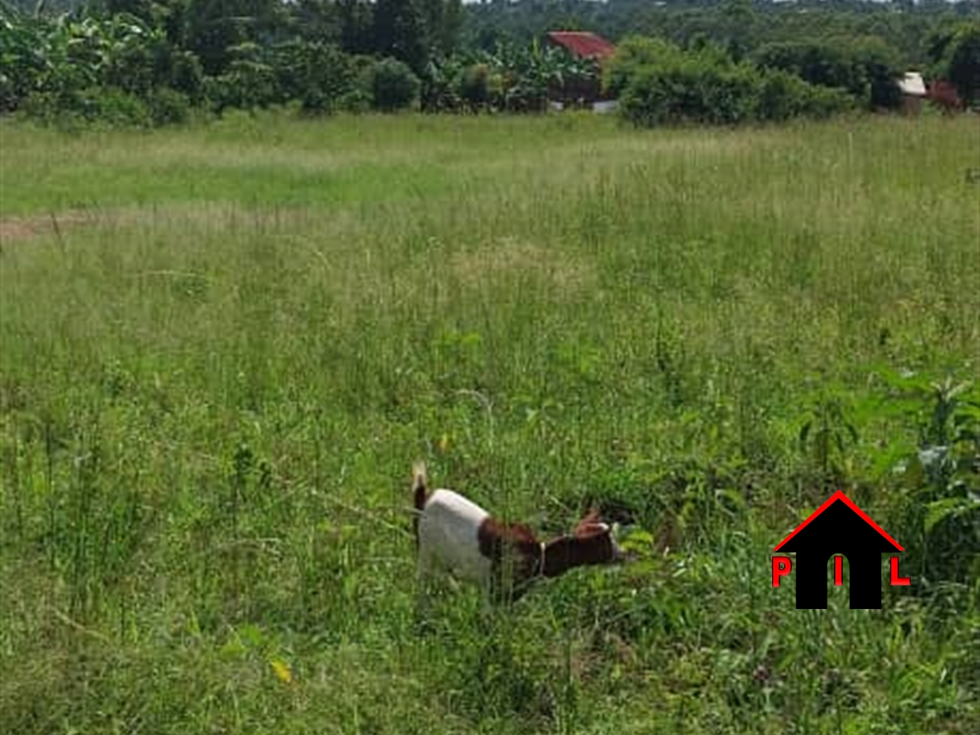 Commercial Land for sale in Busiika Luweero