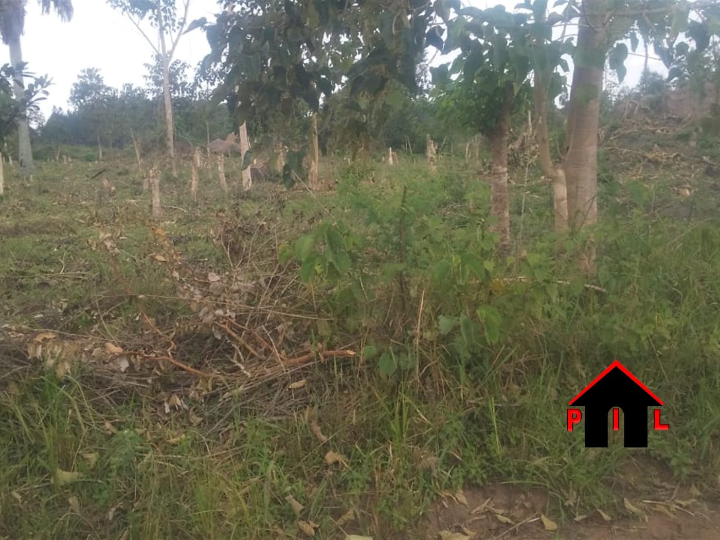 Agricultural Land for sale in Kyamusisi Mityana