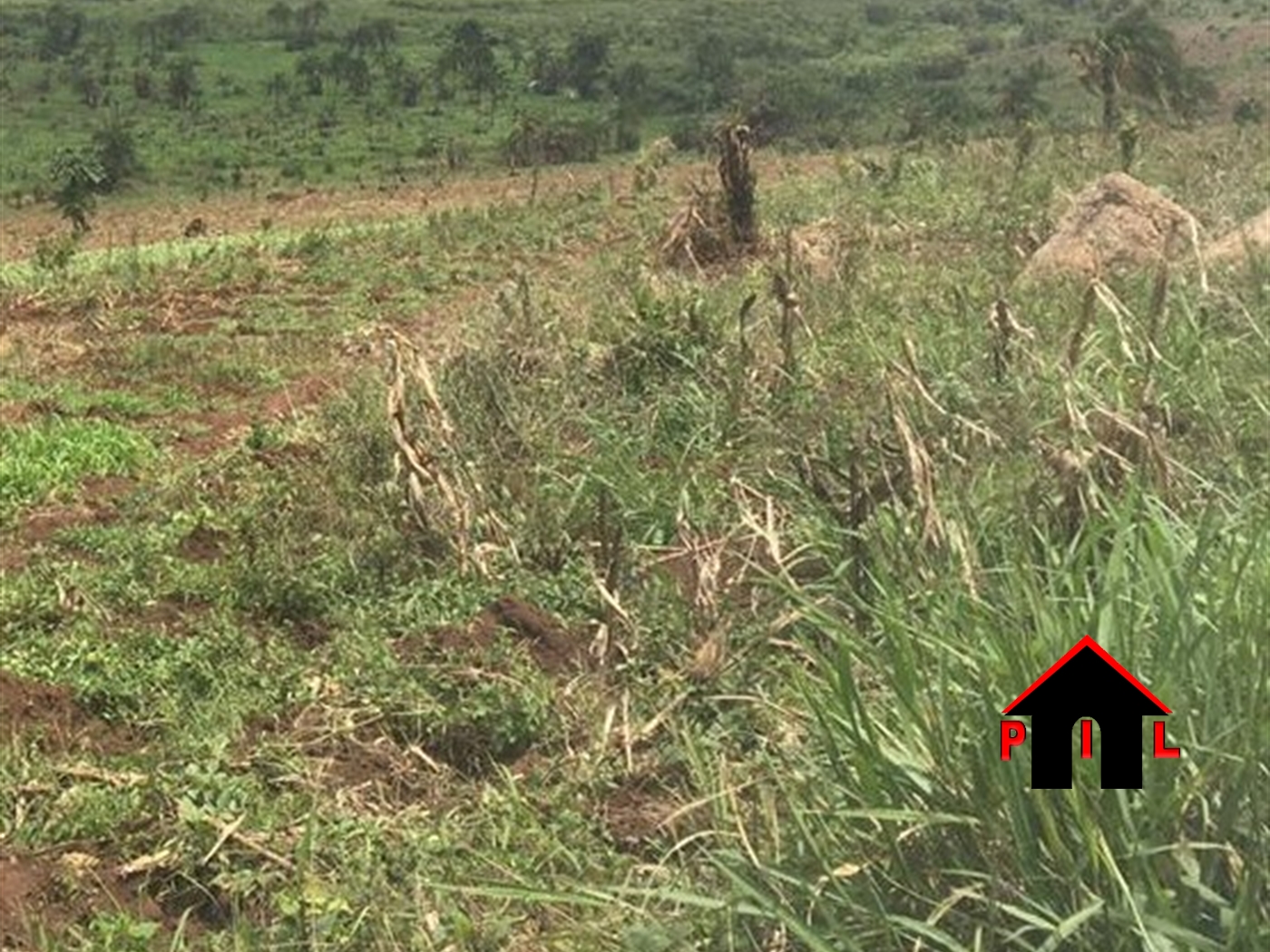 Residential Land for sale in Namulonge Wakiso