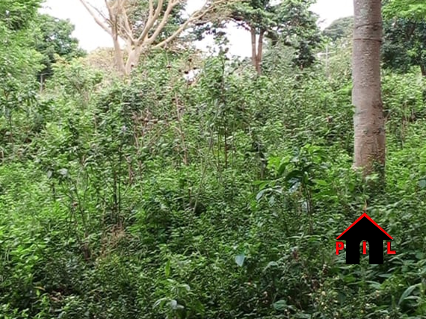 Agricultural Land for sale in Kakooge Luweero