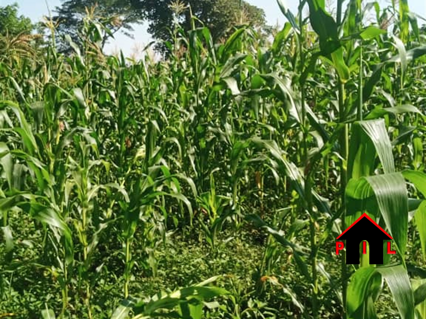 Residential Land for sale in Ssanga Wakiso