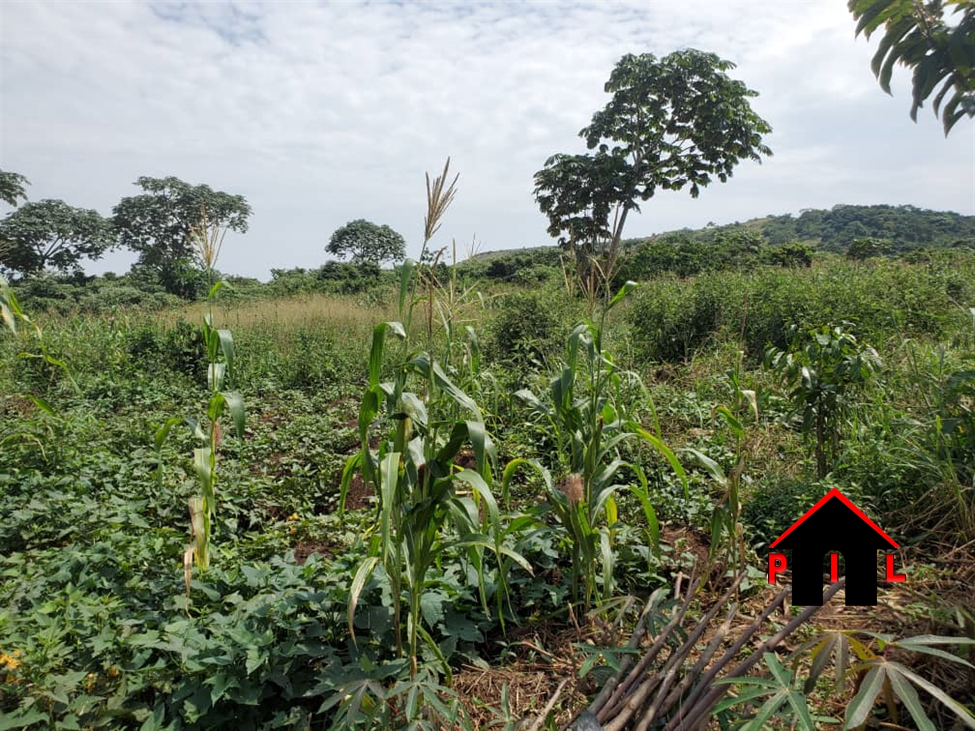 Residential Land for sale in Kiyunga Mukono