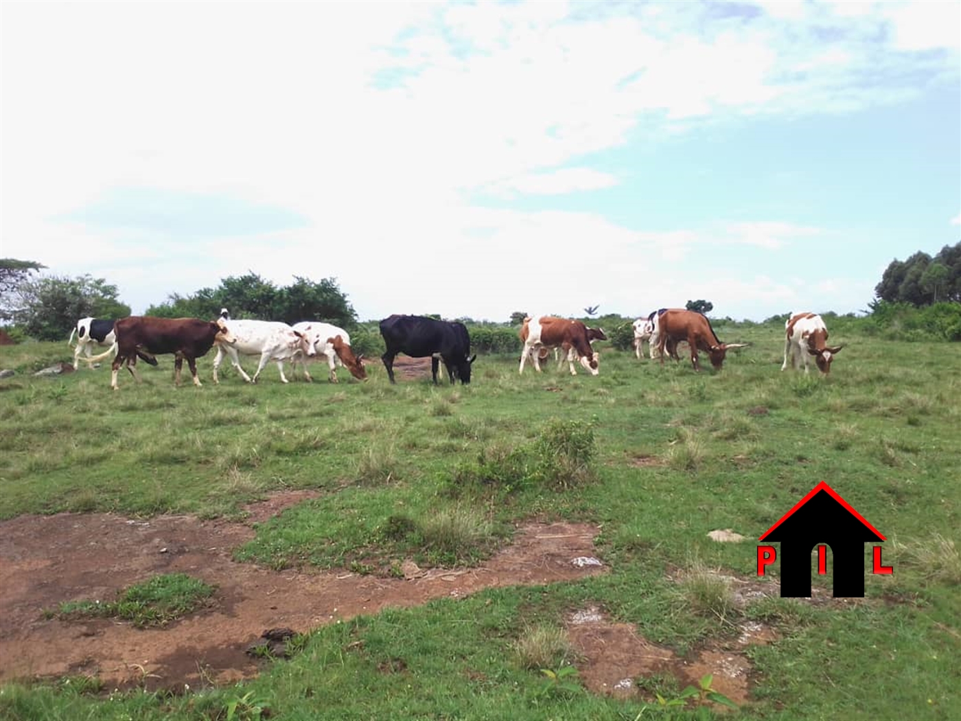 Agricultural Land for sale in Buwooya Mukono