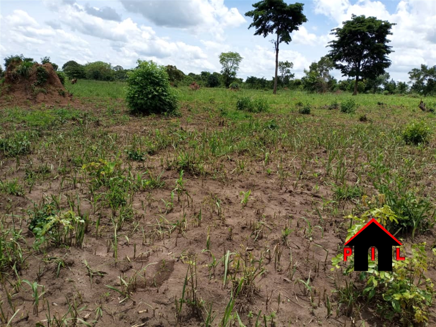 Agricultural Land for sale in Nabutalangu Nakaseke