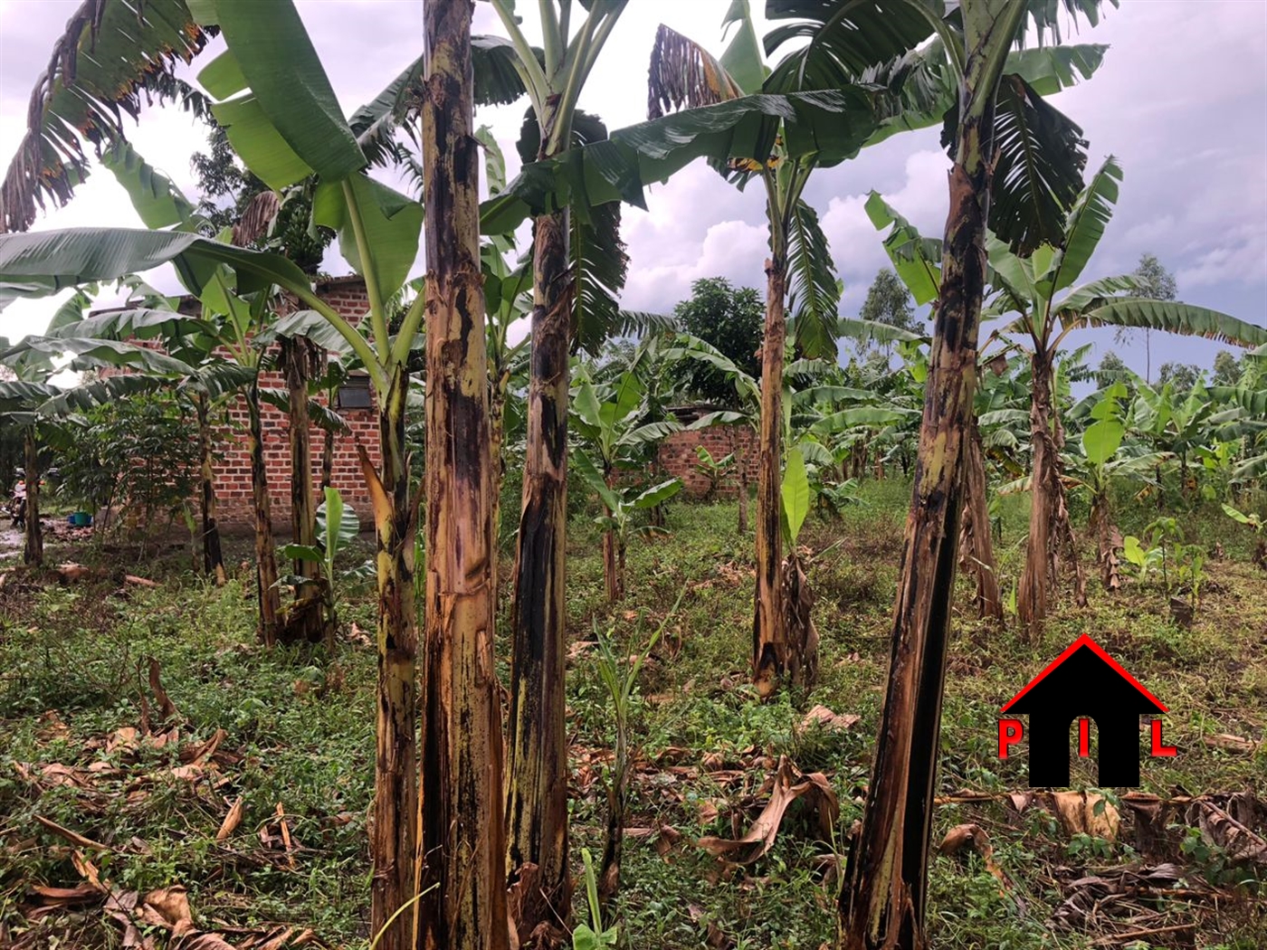 Commercial Land for sale in Lutaba Wakiso