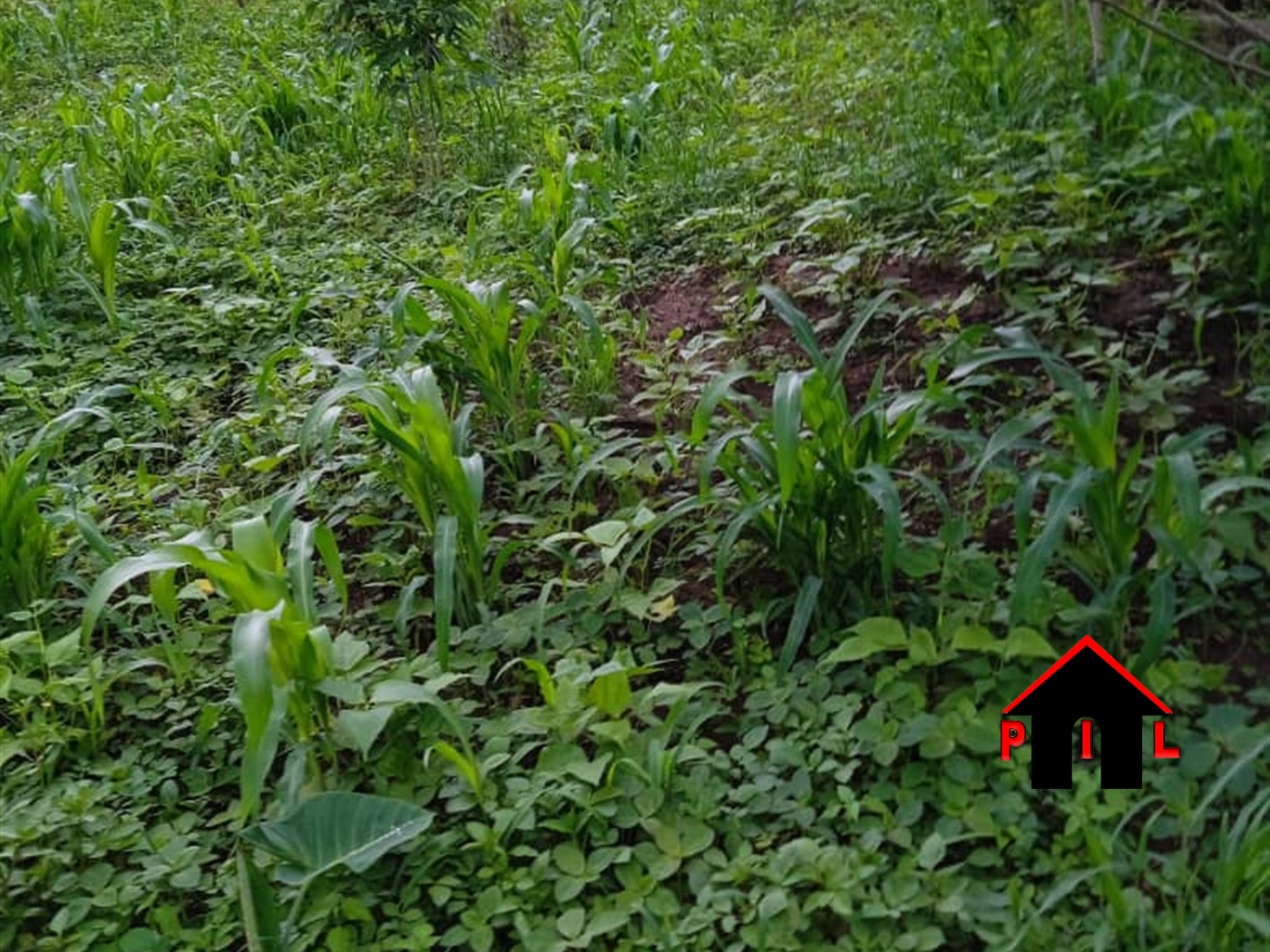 Agricultural Land for sale in Ngorwamet Nakapiripirit