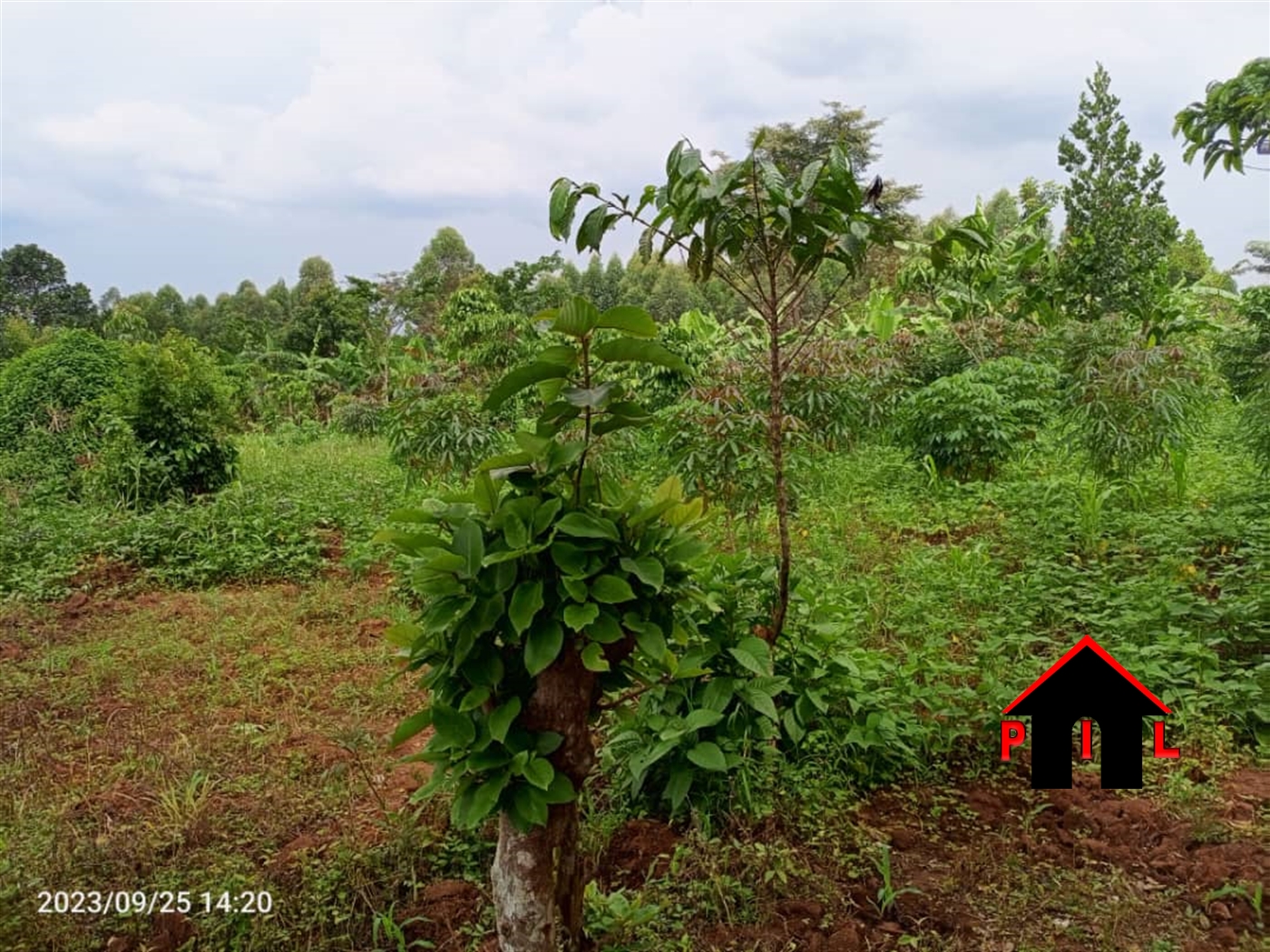 Commercial Land for sale in Sambwe Luweero