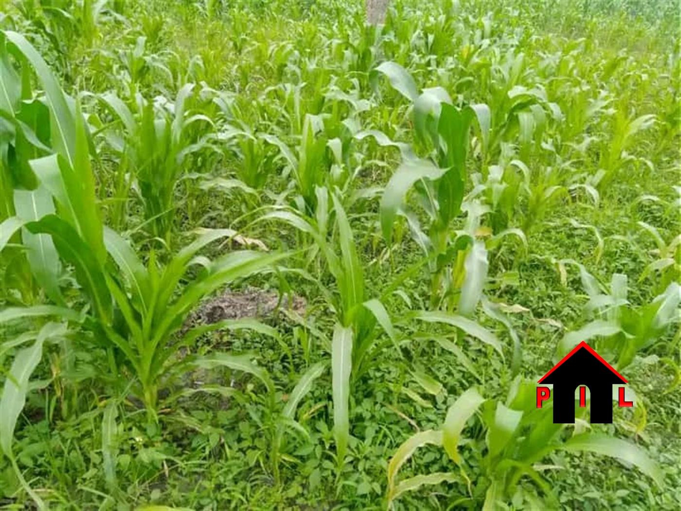 Agricultural Land for sale in Kapeeka Nakaseke