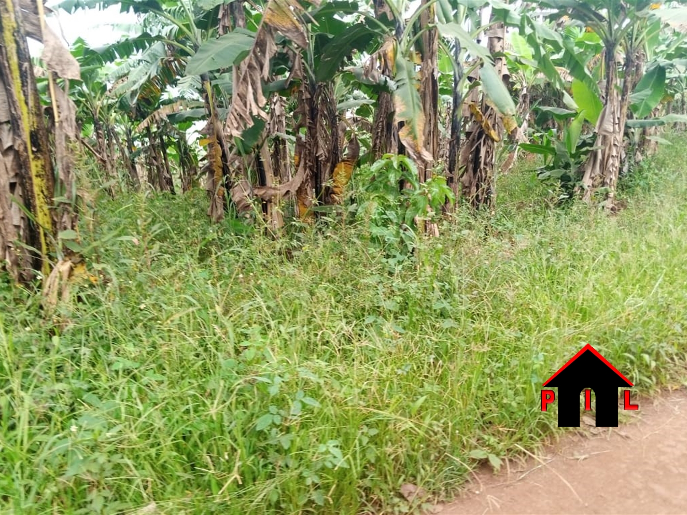 Commercial Land for sale in Bukunja Buyikwe