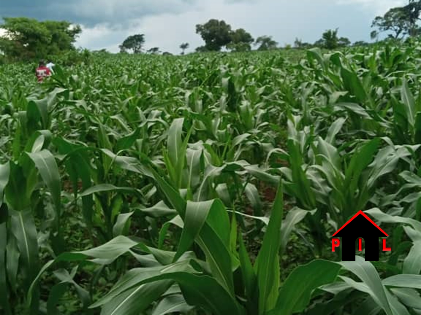 Agricultural Land for sale in Kakooge Luweero