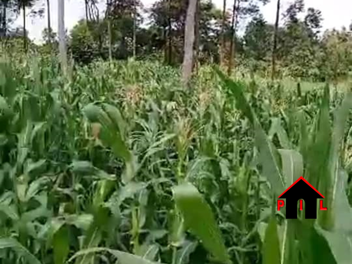 Commercial Land for sale in Kigalama Mityana