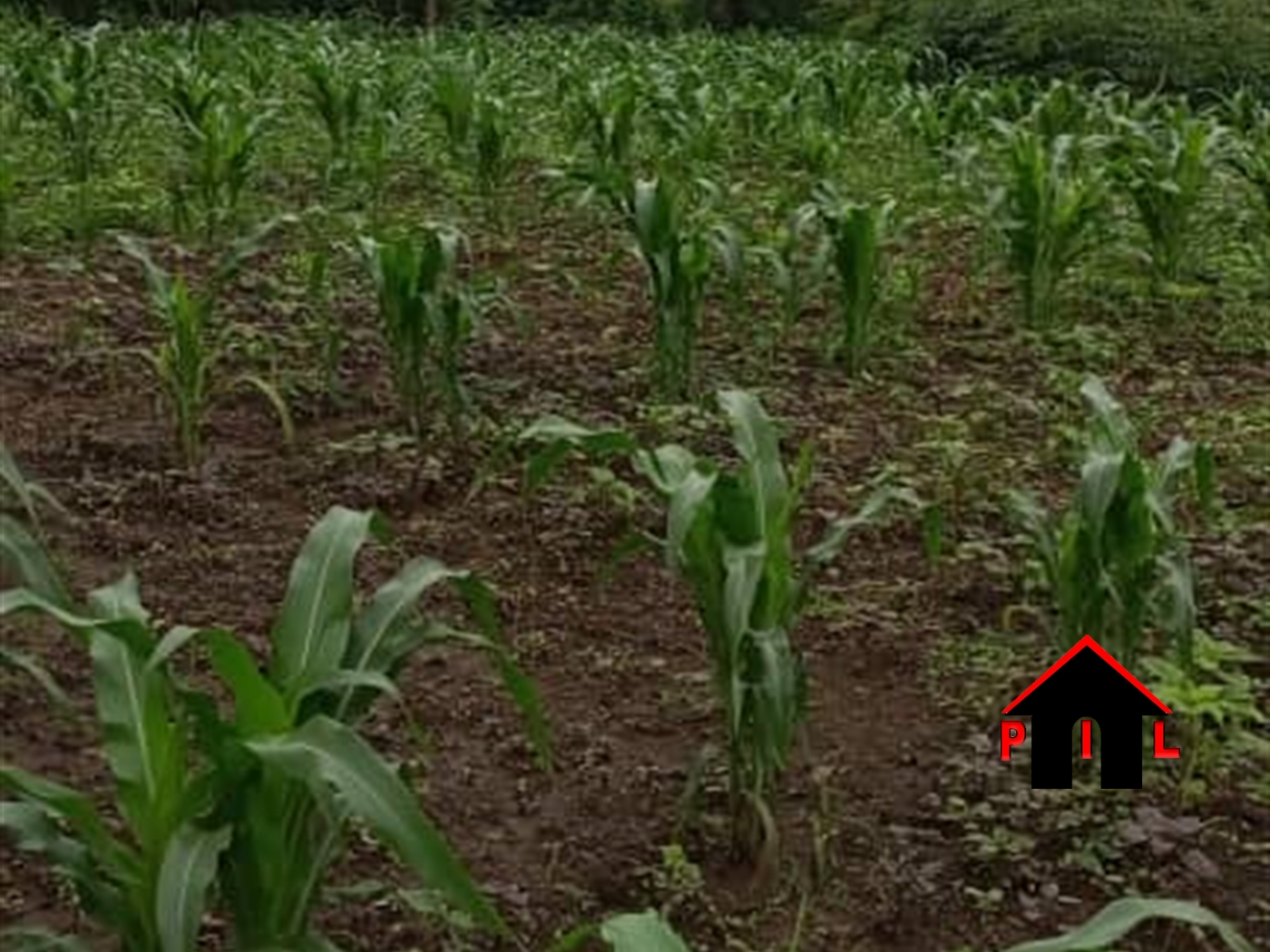 Commercial Land for sale in Kijabijo Wakiso