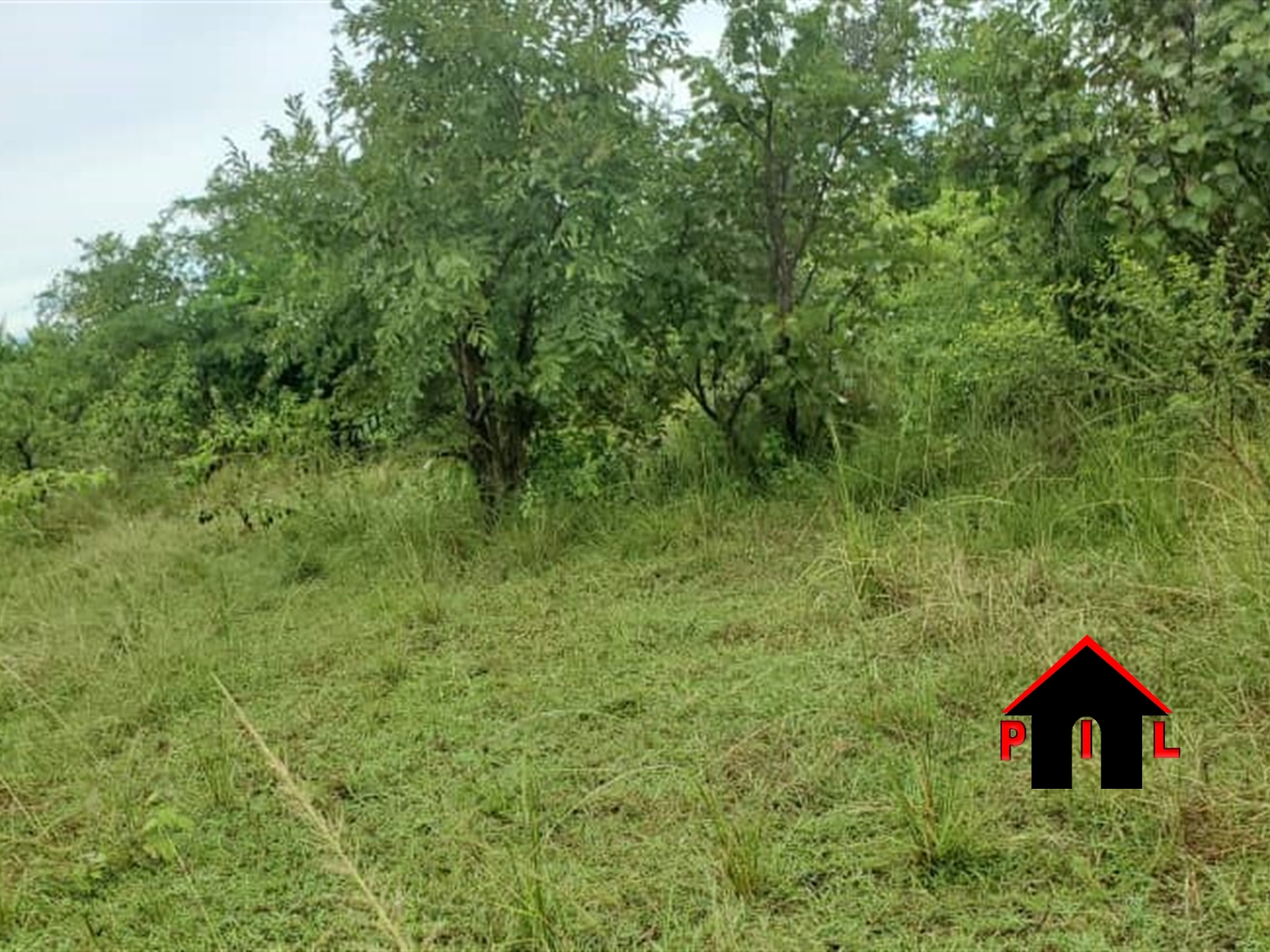 Agricultural Land for sale in Busangai Bulambuli