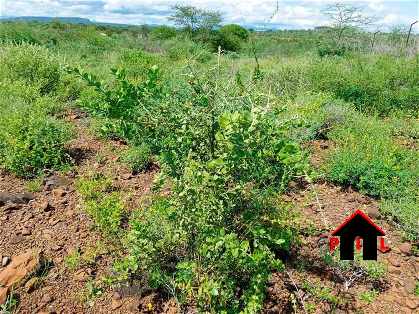 Agricultural Land for sale in Nambere Luweero