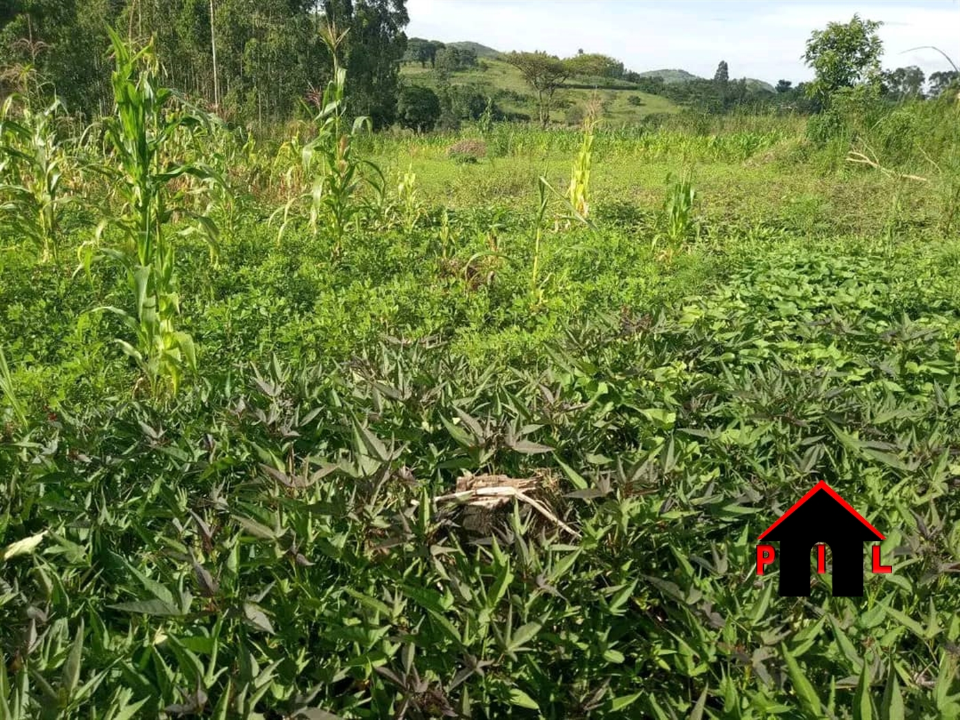 Agricultural Land for sale in Kihuura Kyenjojo