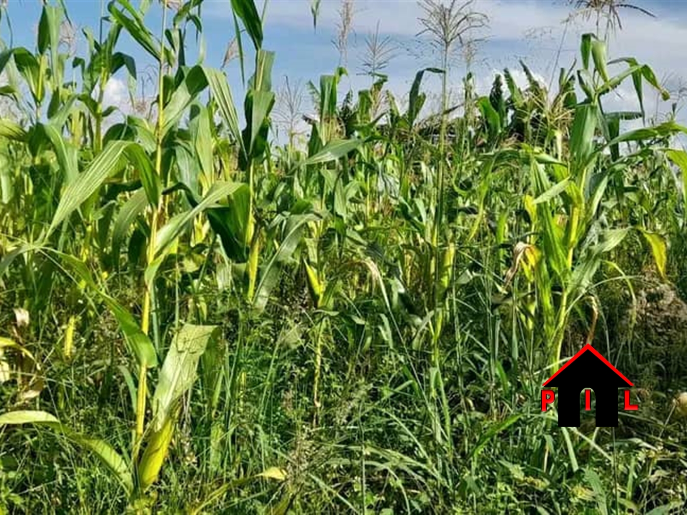 Agricultural Land for sale in Nambeere Luweero