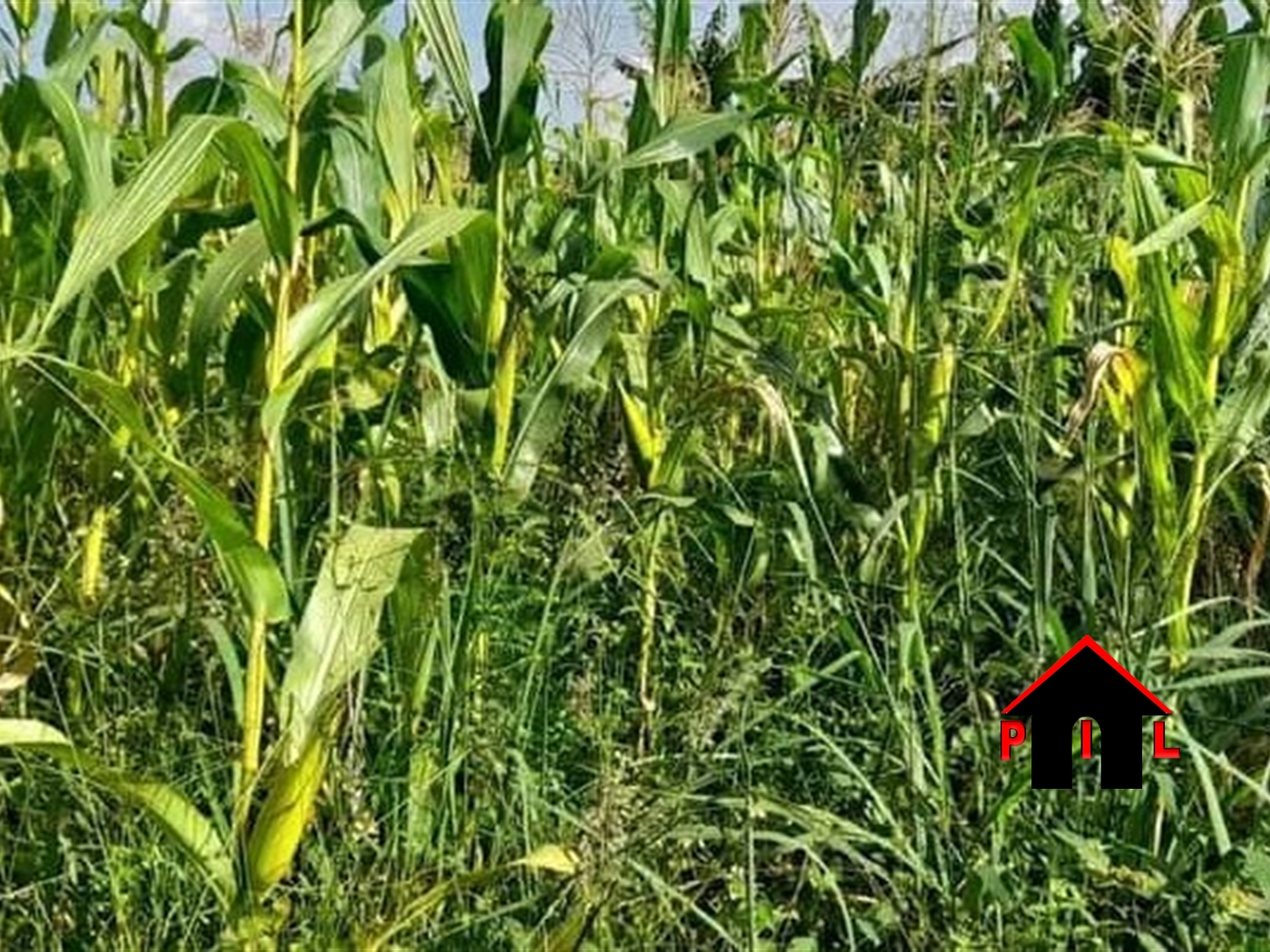 Agricultural Land for sale in Nambeere Luweero