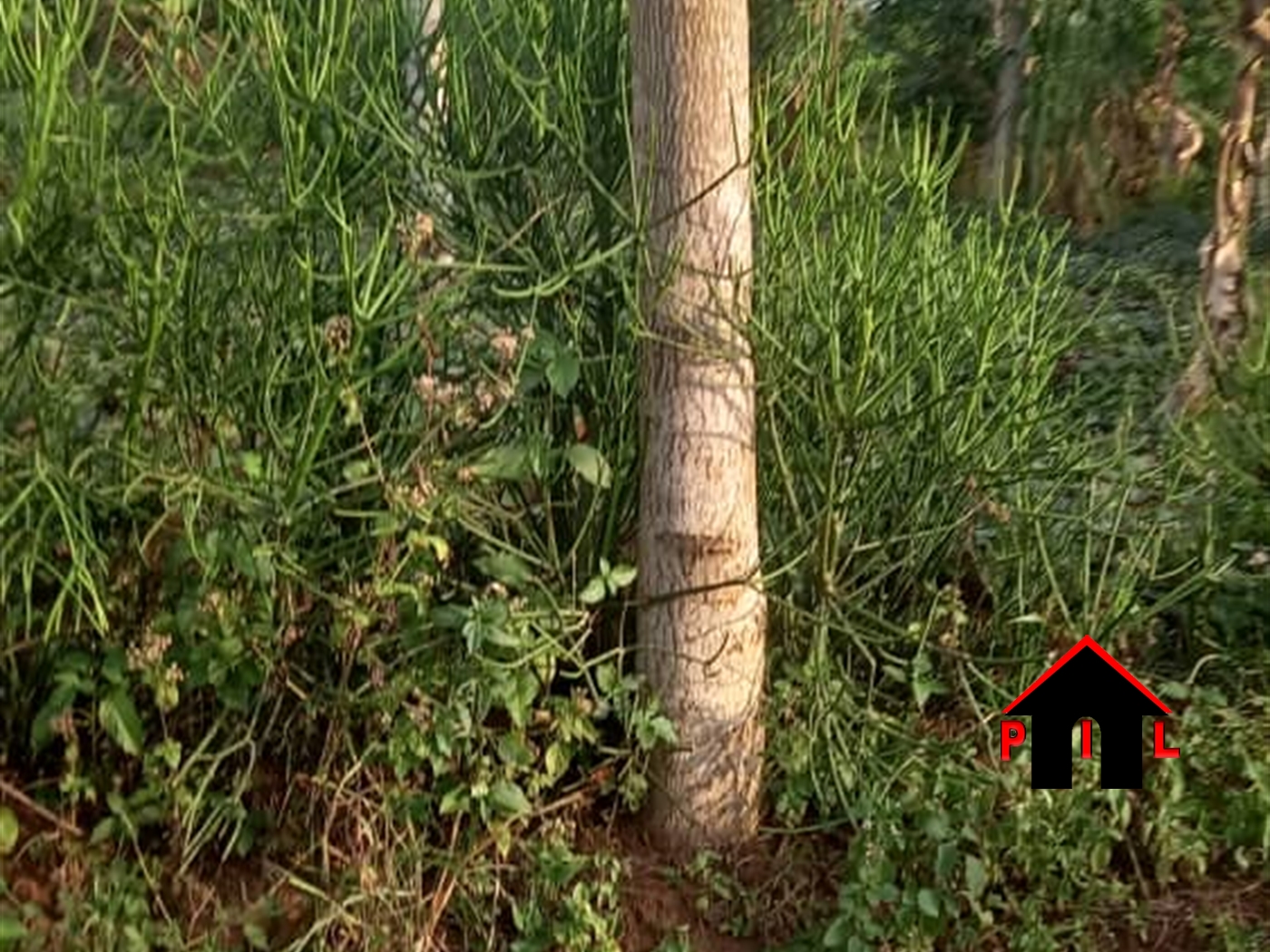 Agricultural Land for sale in Ziloobwe Luweero