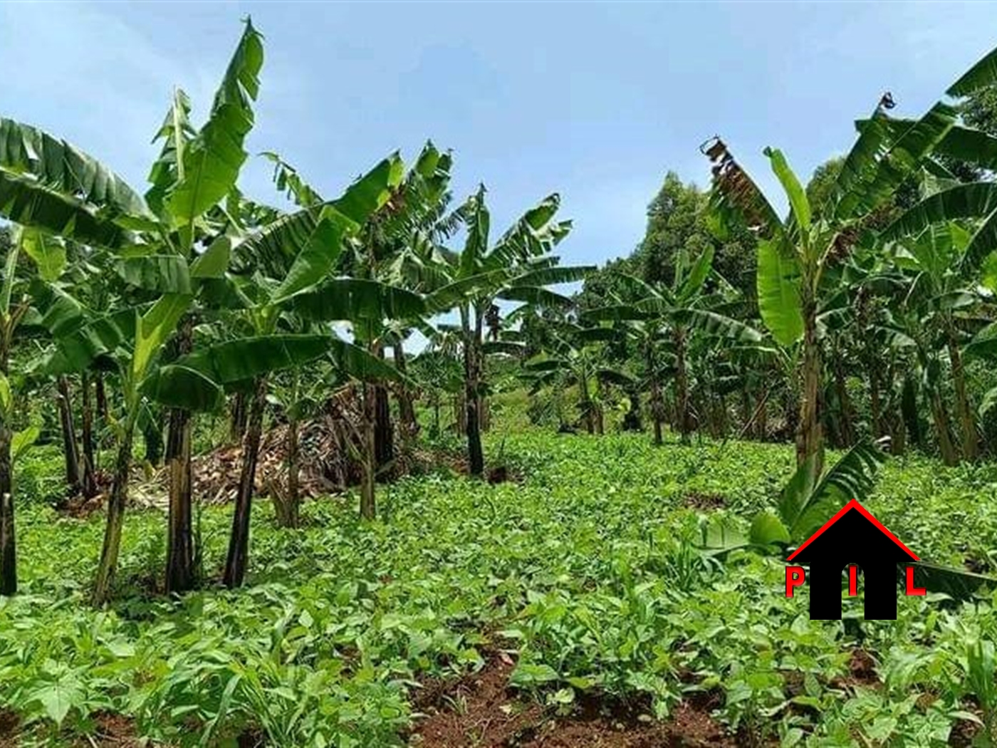 Commercial Land for sale in Kamila Luweero