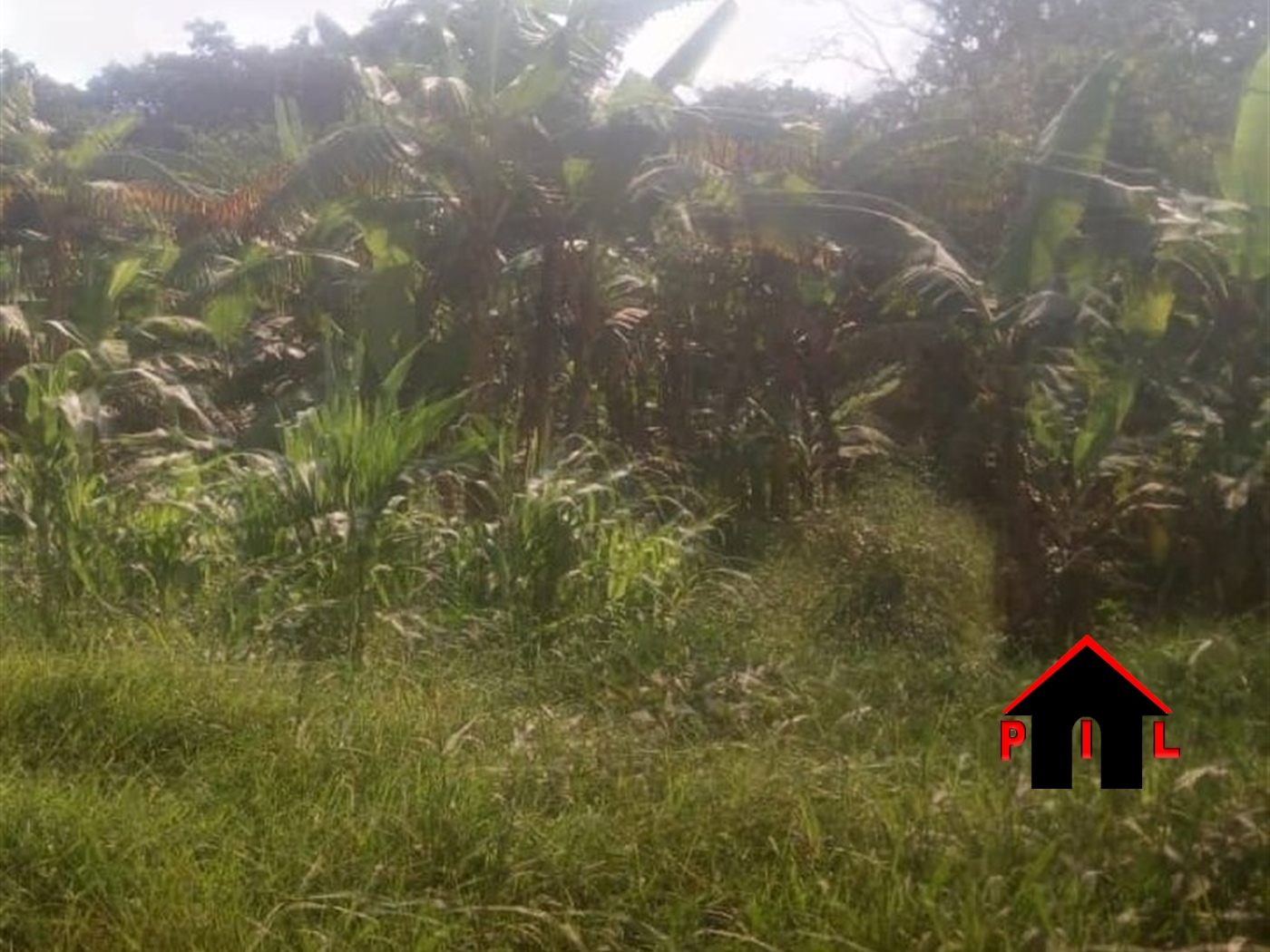 Agricultural Land for sale in Kimaga Nakasongola