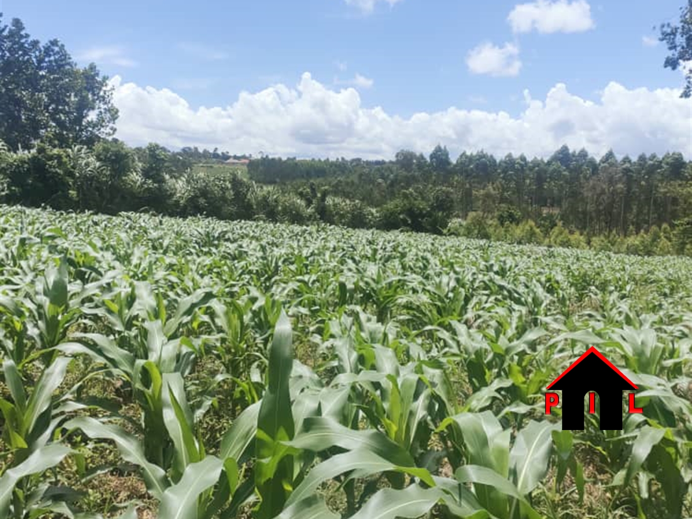 Agricultural Land for sale in Buyala Mityana