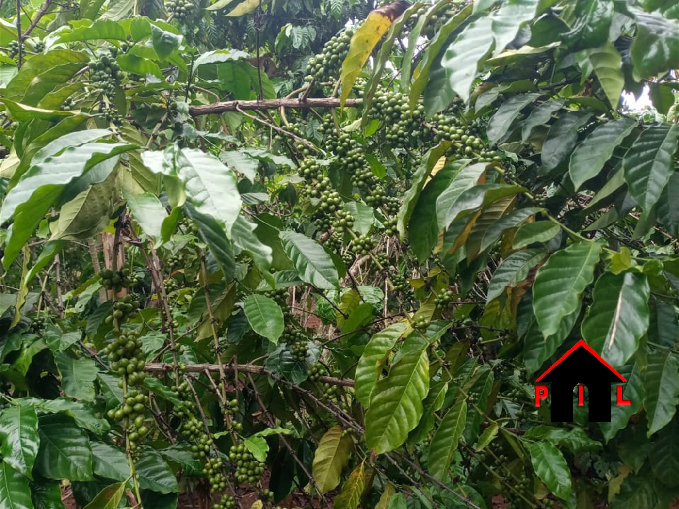 Agricultural Land for sale in Kiwoko Nakaseke