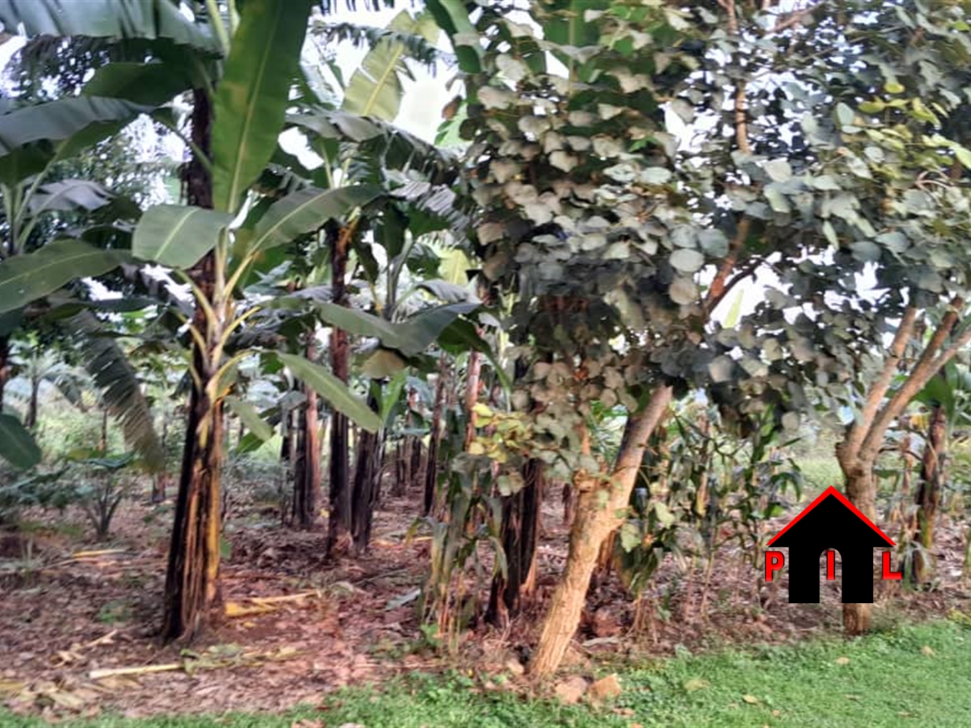 Agricultural Land for sale in Nkokonjeru Mukono