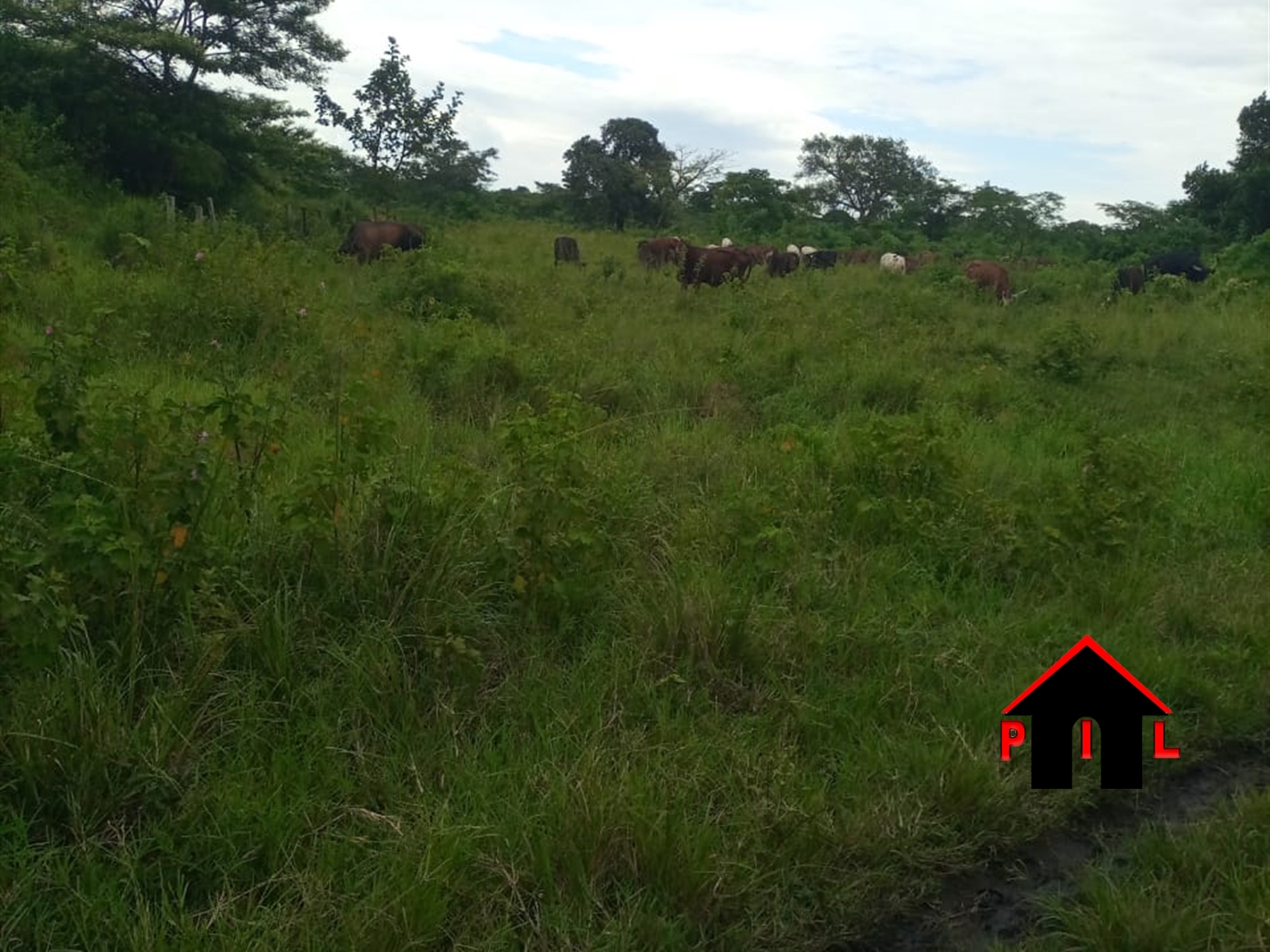 Agricultural Land for sale in Tonya Hoima