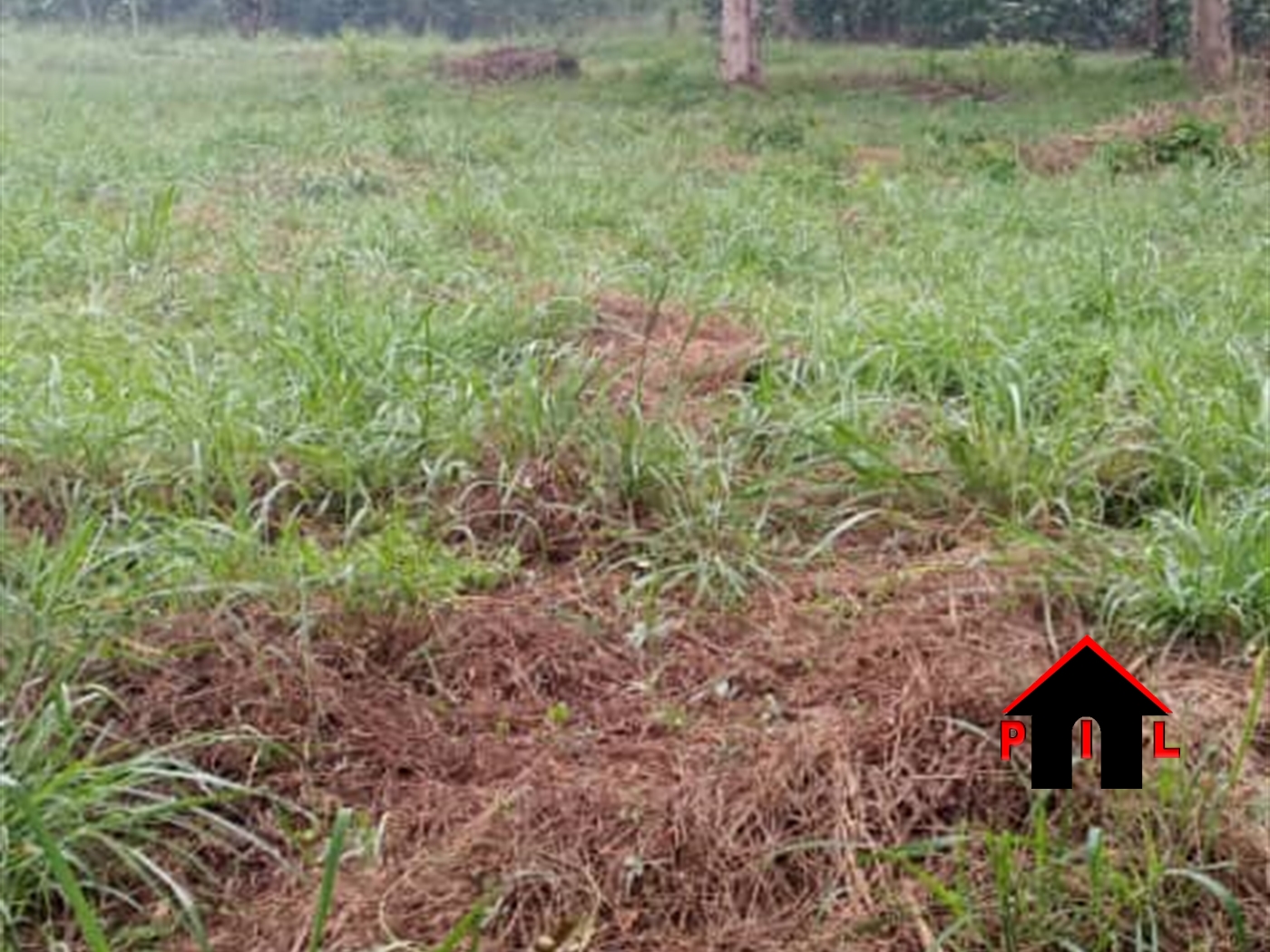 Agricultural Land for sale in Ziloobwe Luweero