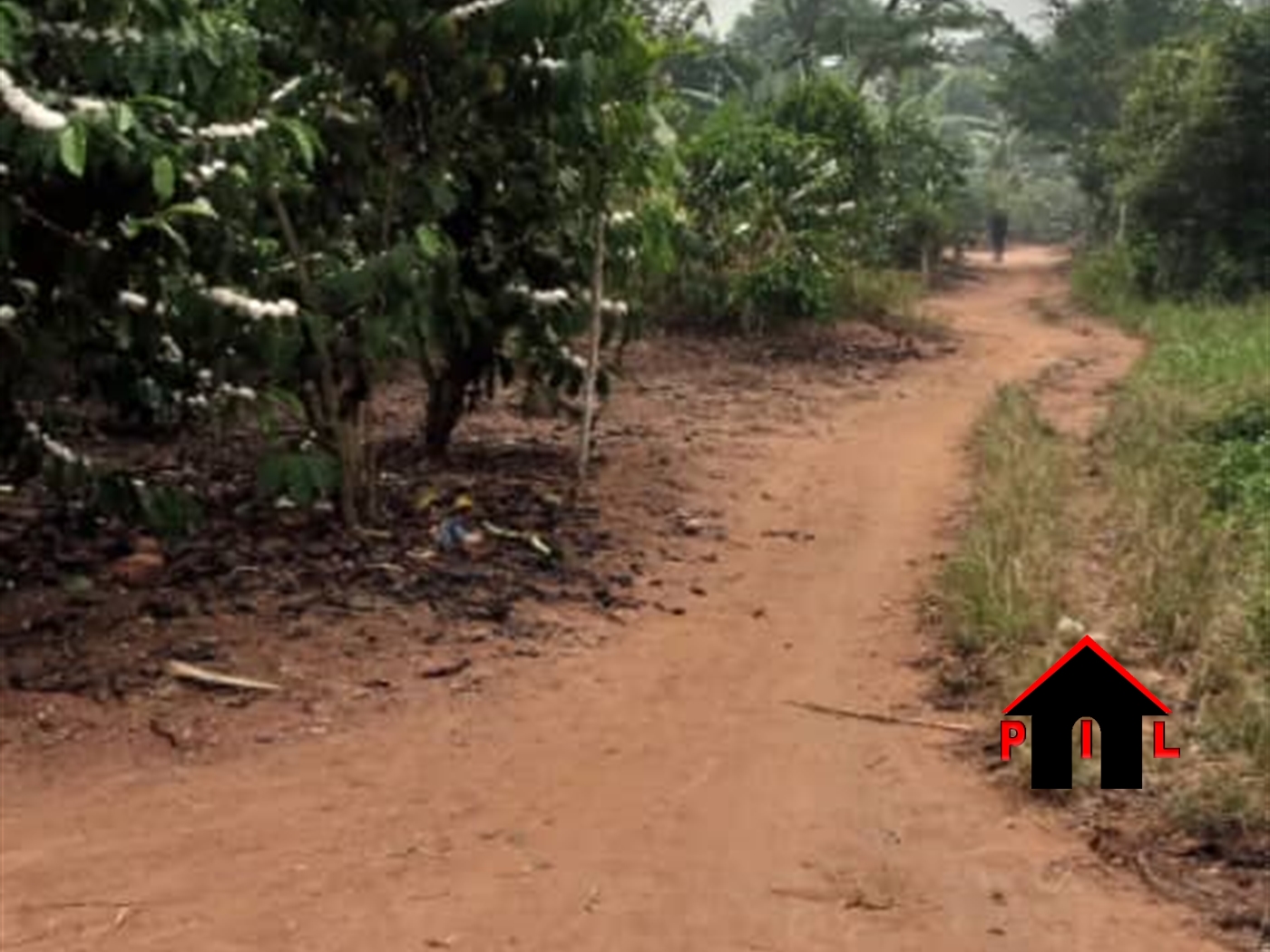 Agricultural Land for sale in Ziloobwe Luweero