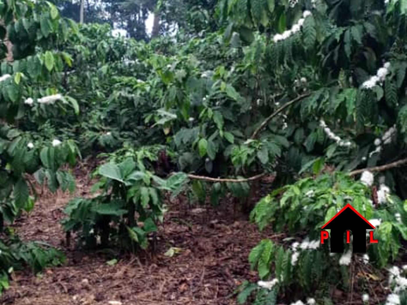 Agricultural Land for sale in Ziloobwe Luweero