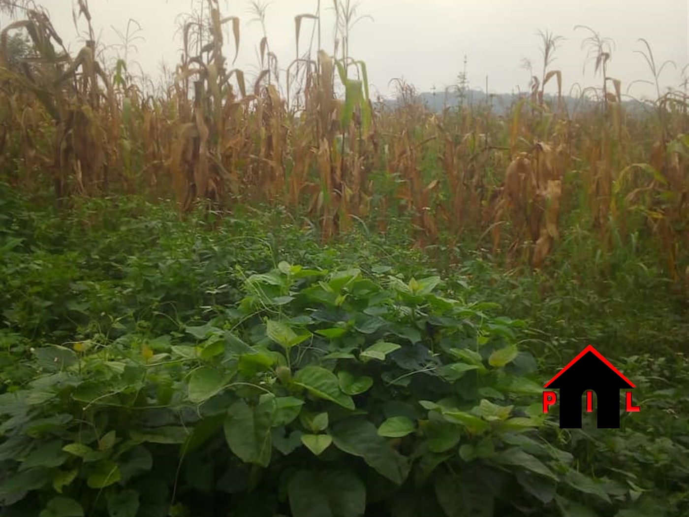 Residential Land for sale in Kiwumu Wakiso