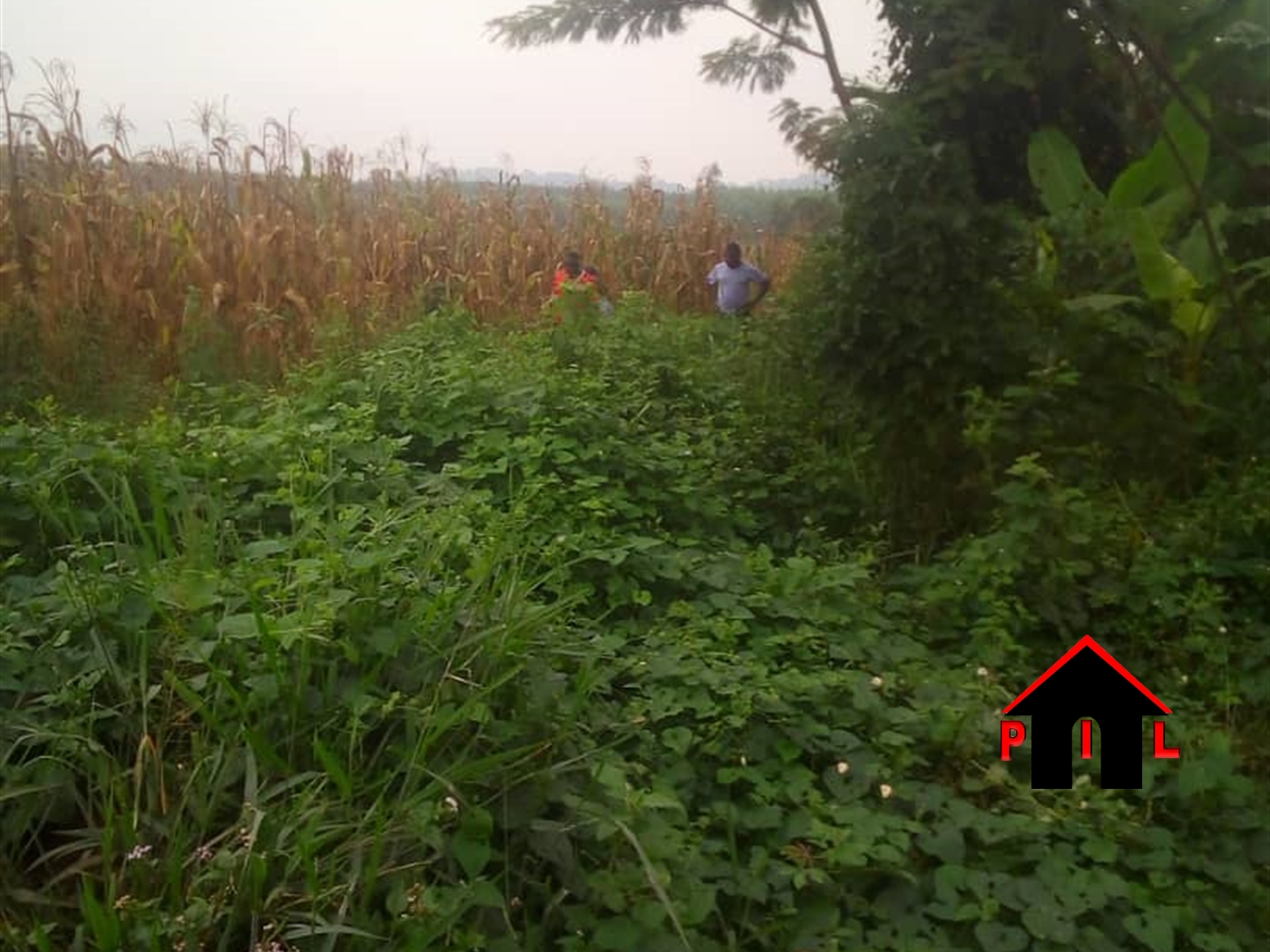 Residential Land for sale in Kisoga Mukono