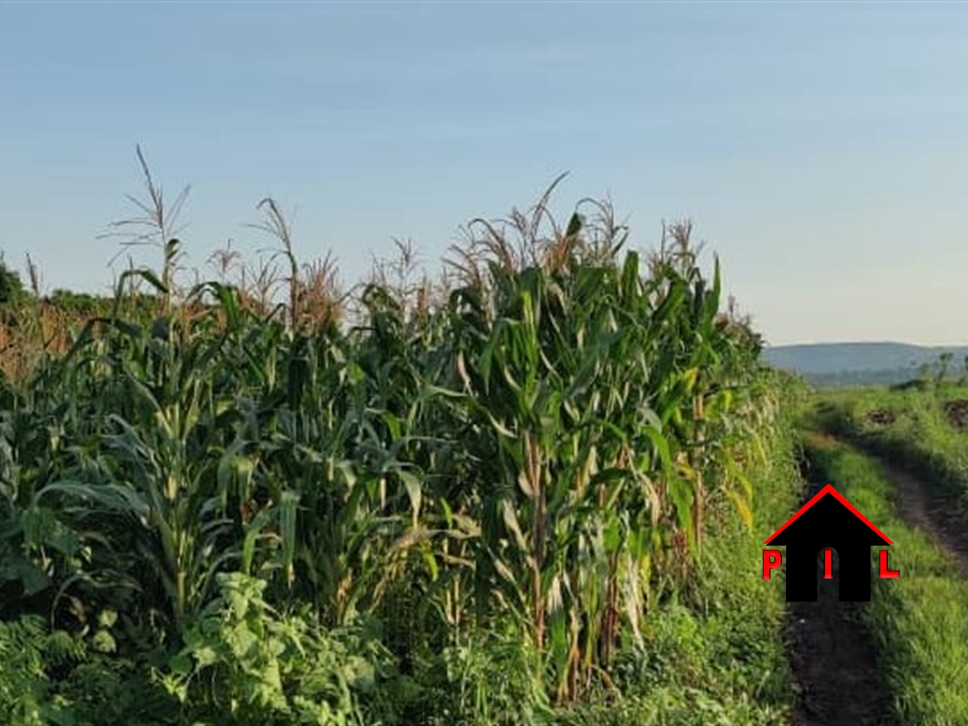 Agricultural Land for sale in Nyenga Buyikwe